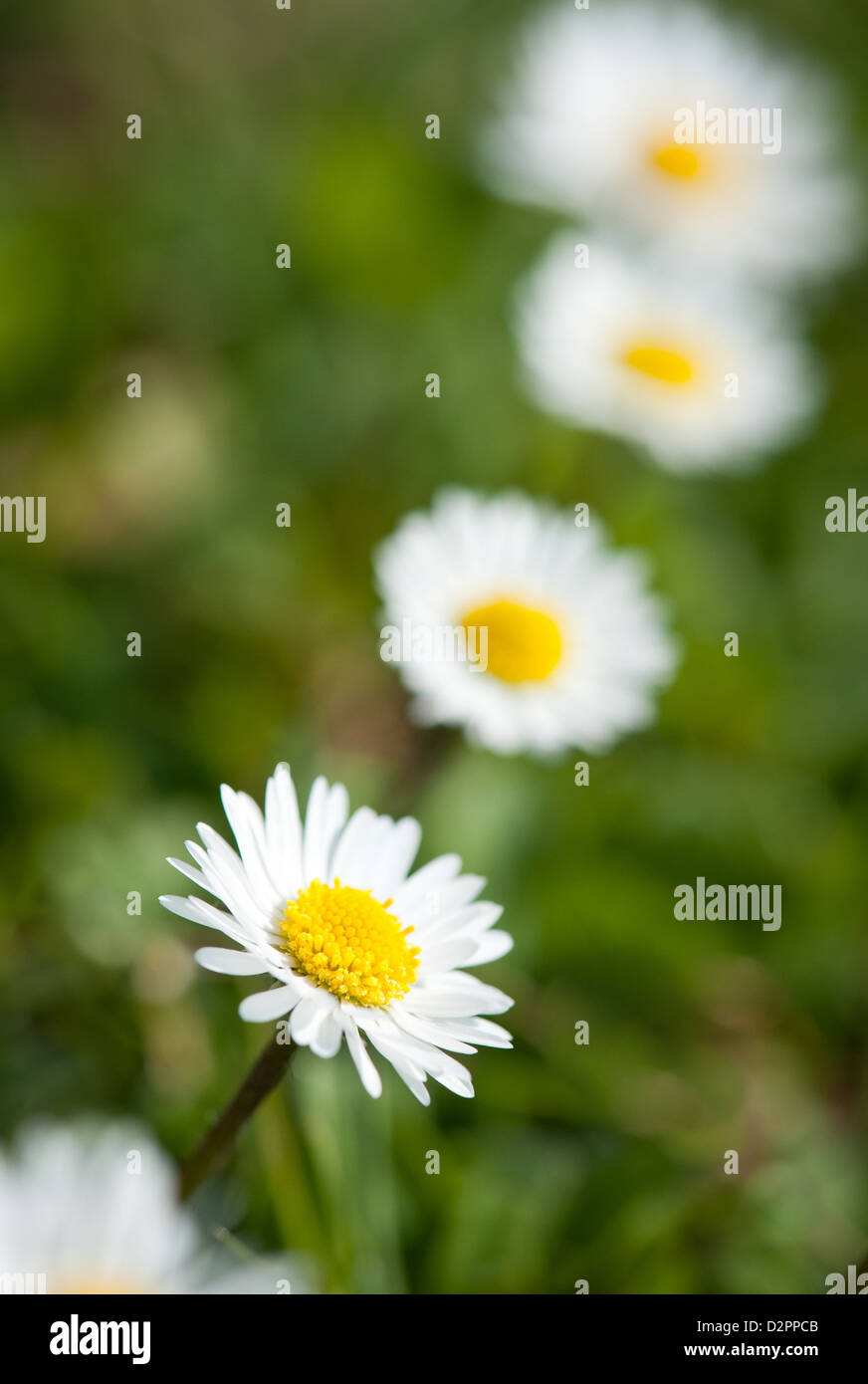 Shallow line hi-res stock photography and images - Alamy