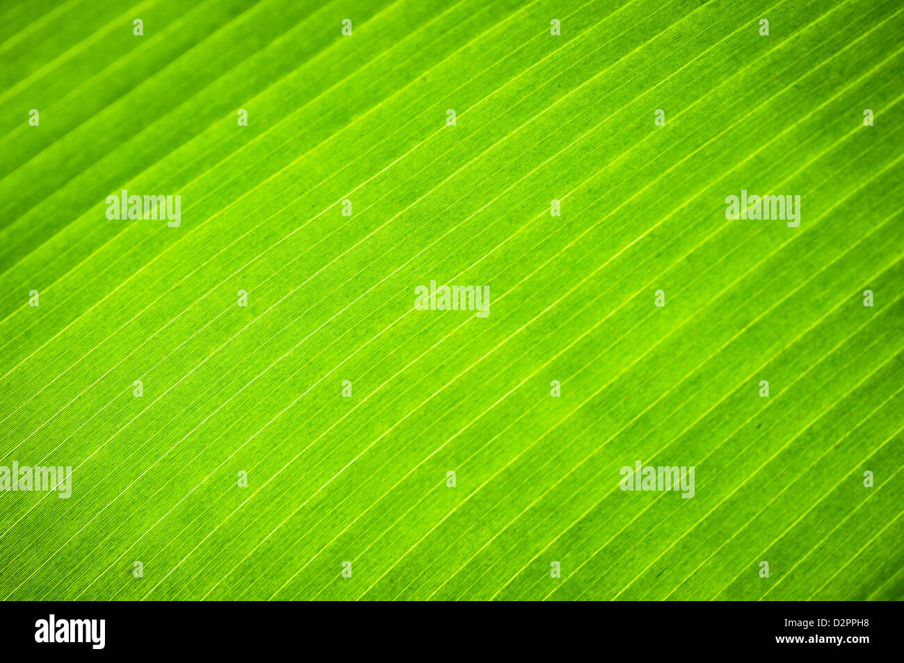 detail of banana leaf Stock Photo