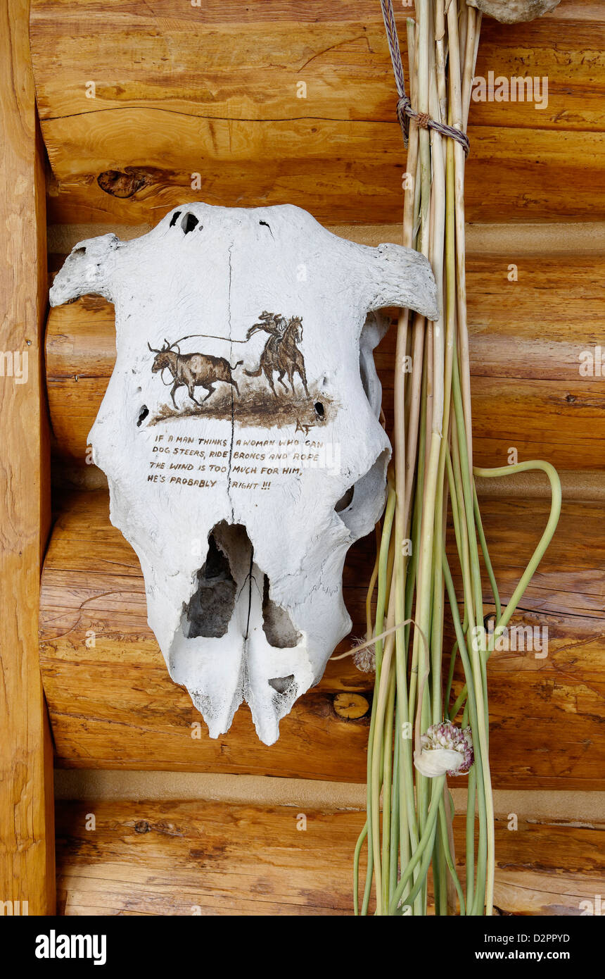 Painted Cow Skull Stock Photos Painted Cow Skull Stock Images
