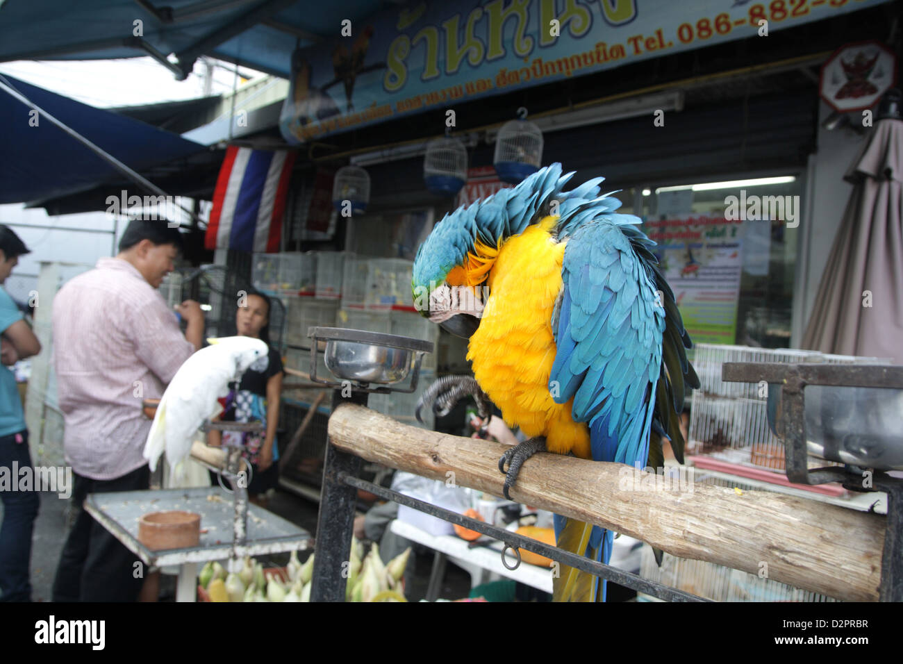 svimmel for eksempel ideologi Macaw bird for sale in pet shop at Chatuchak Weekend Market , Bangkok Stock  Photo - Alamy