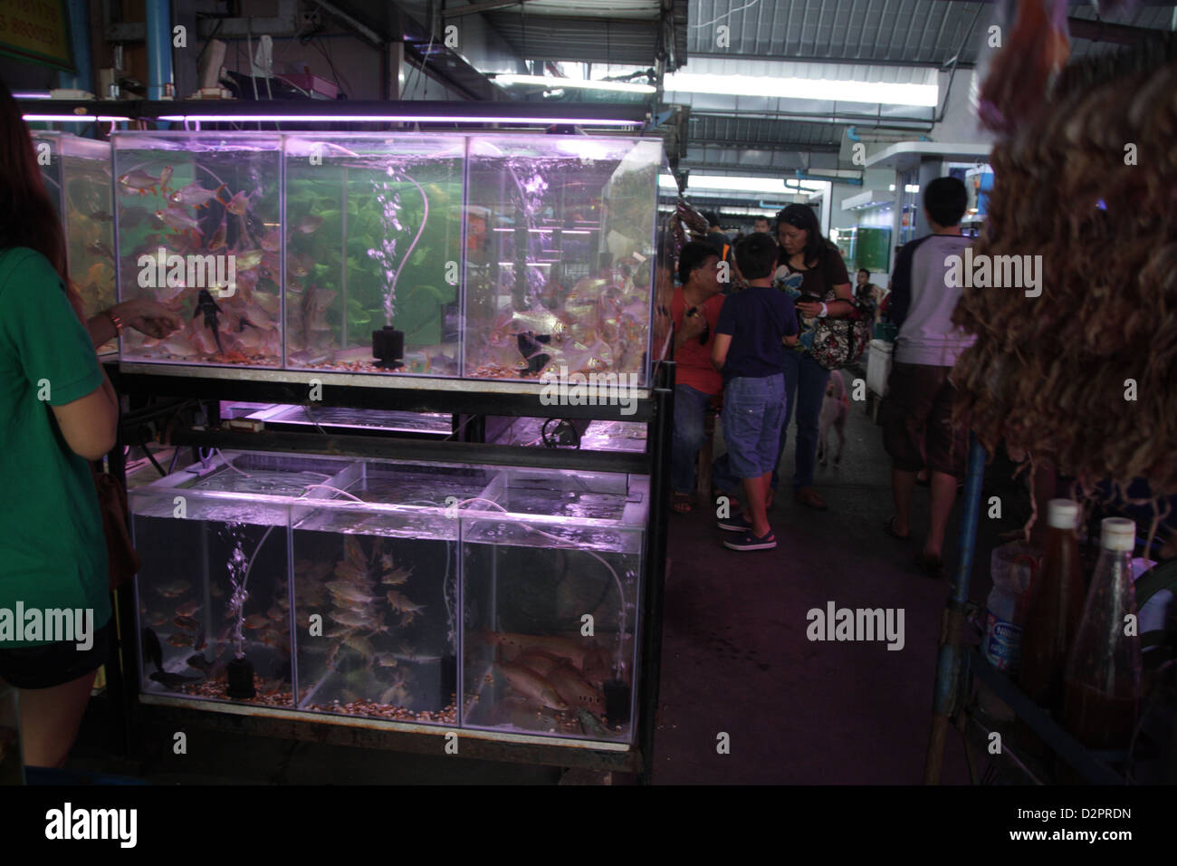 Fish for sale in pet zone at Chatuchak Weekend Market , Bangkok Stock Photo Alamy