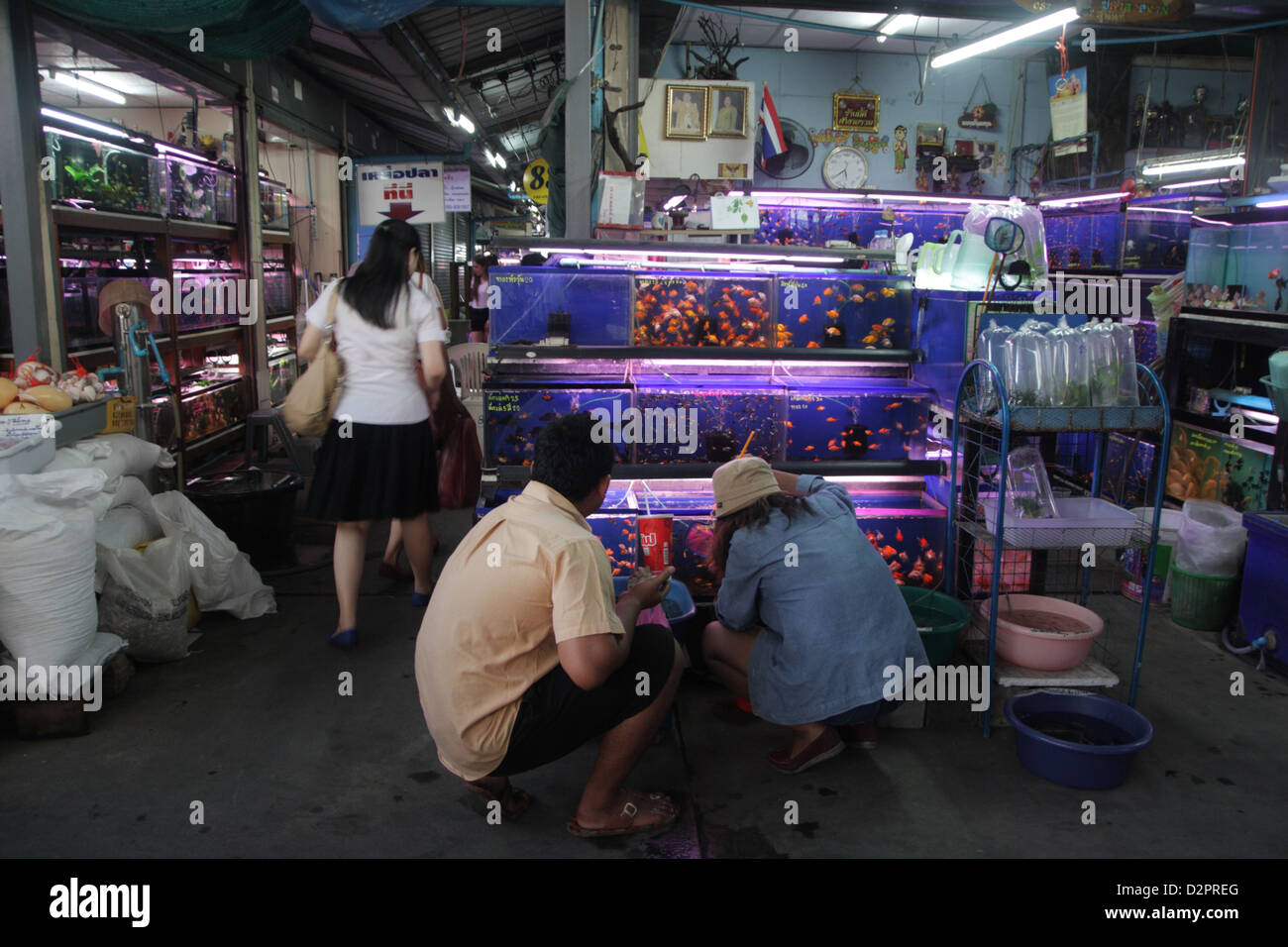 Fish for sale in pet zone at Chatuchak Weekend Market , Bangkok Stock Photo Alamy