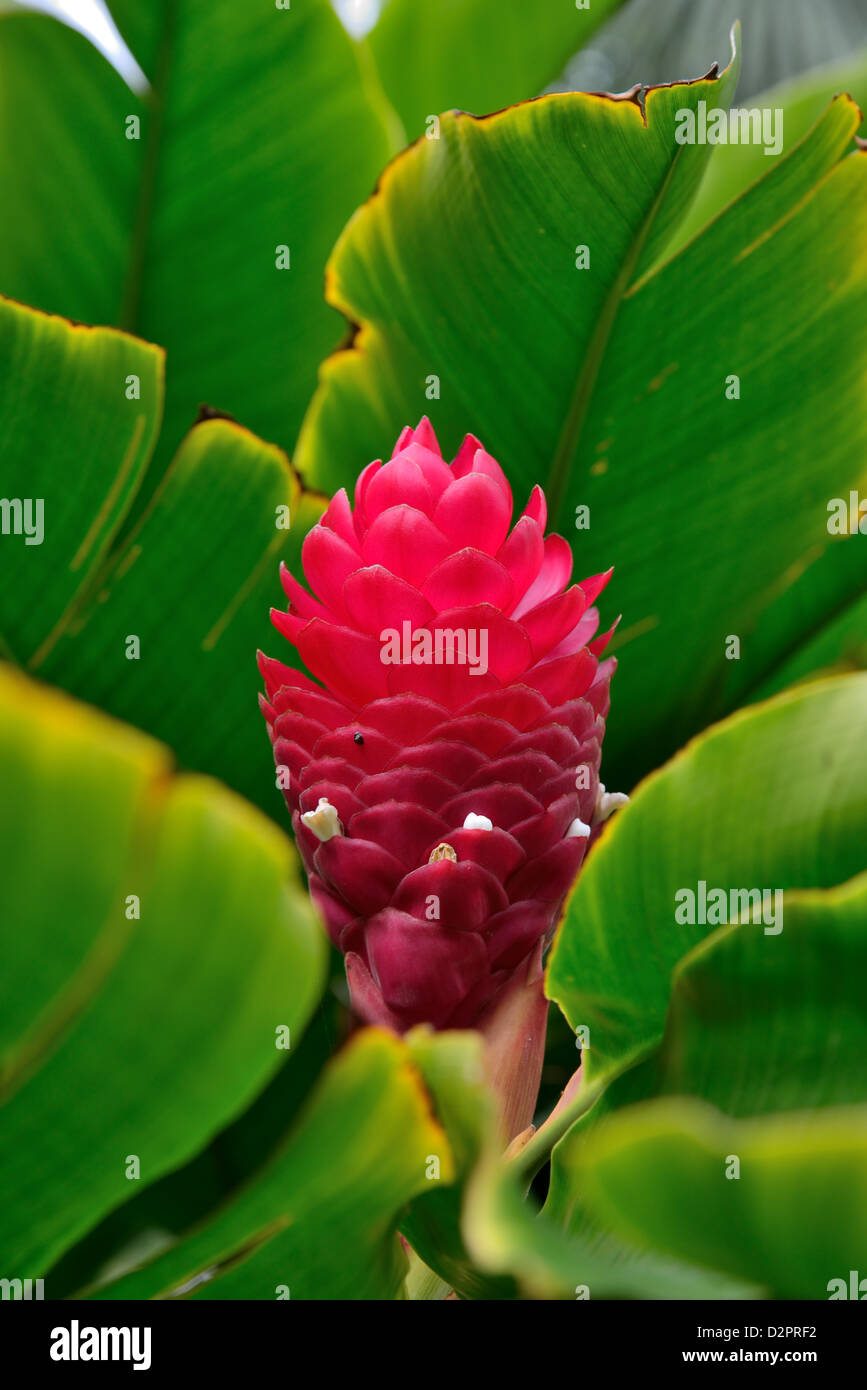 Red ginger flower in green leaves. Stock Photo