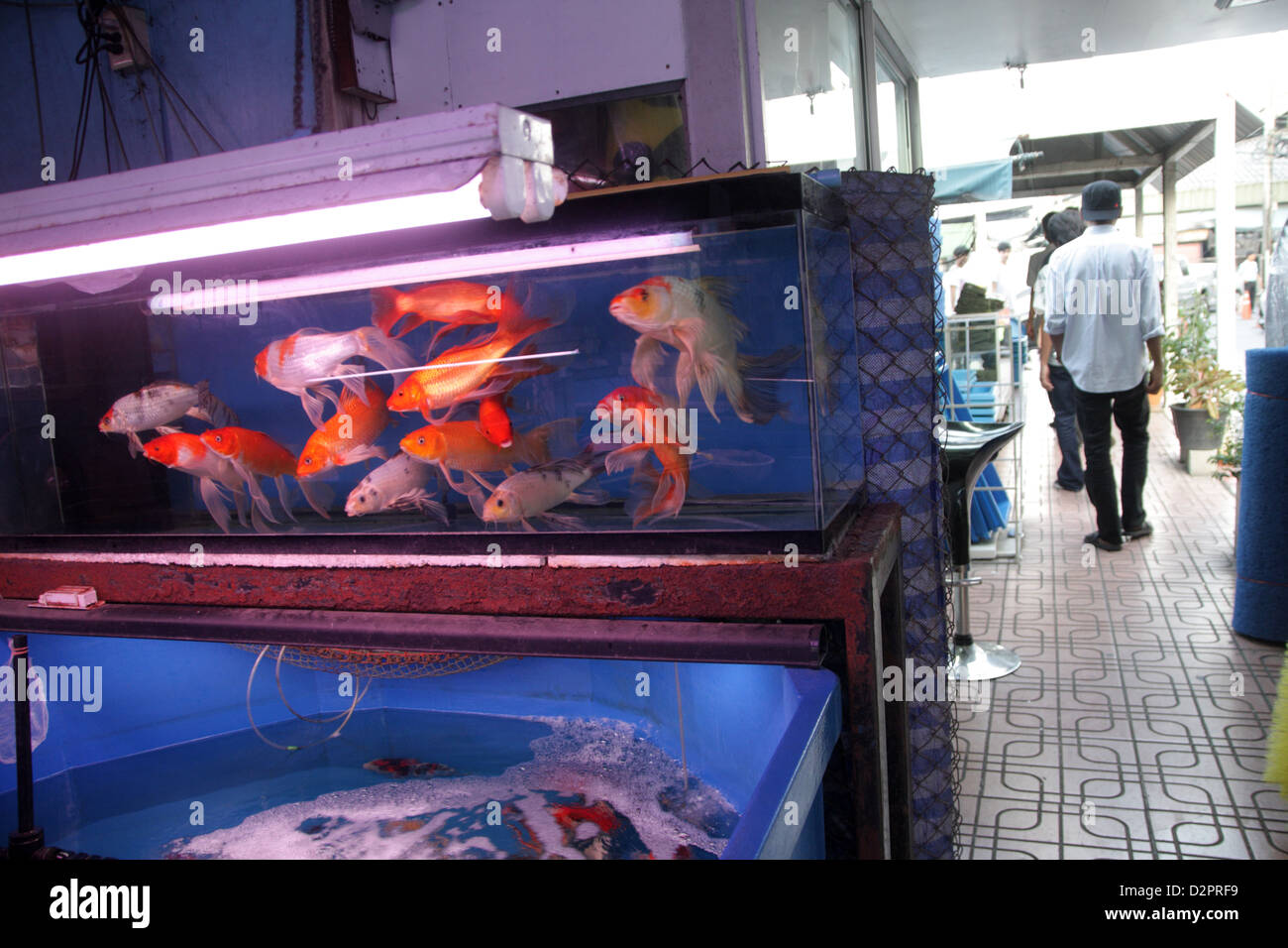 Fish for sale in pet zone at Chatuchak Weekend Market , Bangkok Stock Photo Alamy