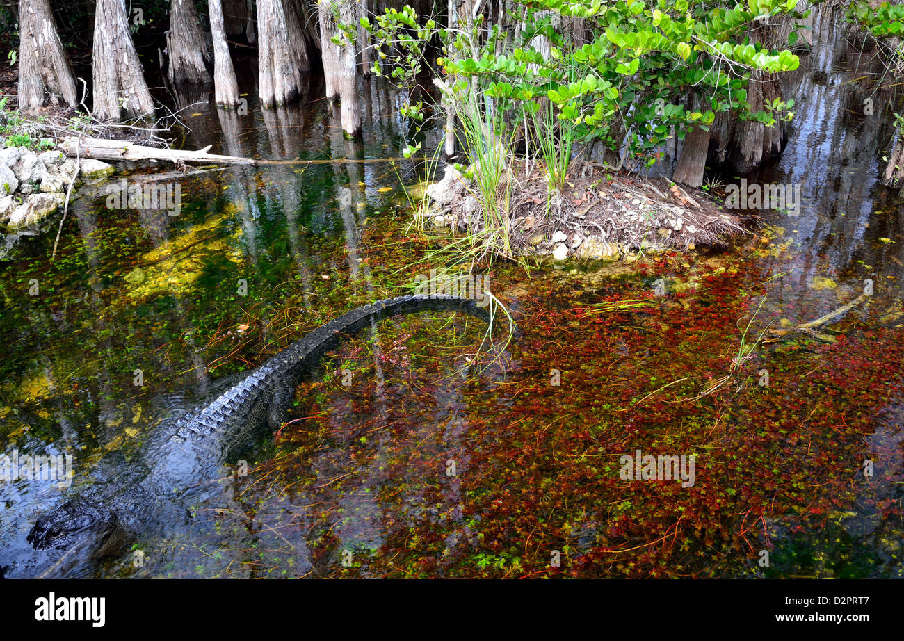Alligator and colorful plants make up part of the eco-system at the Big Cypress National Preserve, Florida, USA. Stock Photo