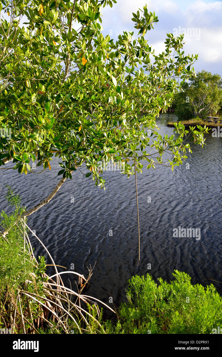 Mangrove trees along coast. The Everglades National Park, Florida, USA. Stock Photo
