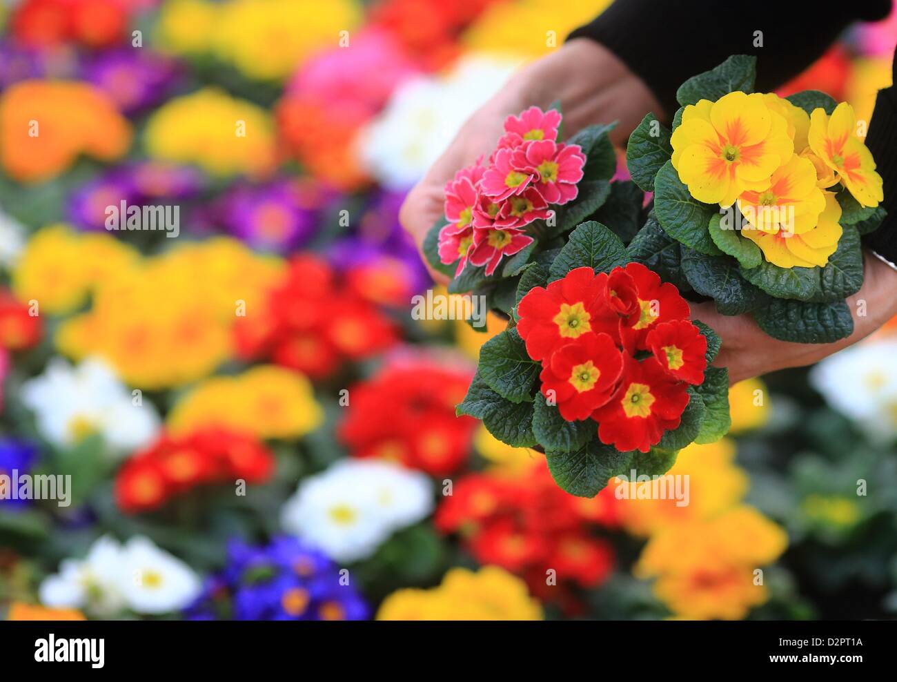 Genthin, Germany. 29th January 2013. Primroses are inspected in the heated greenhouse in Genthiner Gartenbau GmbH in Genthin, Germany, 29 January 2013. Over a million of these well-loved flowers will be grown before the start of March. Photo: Jens Wolf/dpa/Alamy Live News. Stock Photo