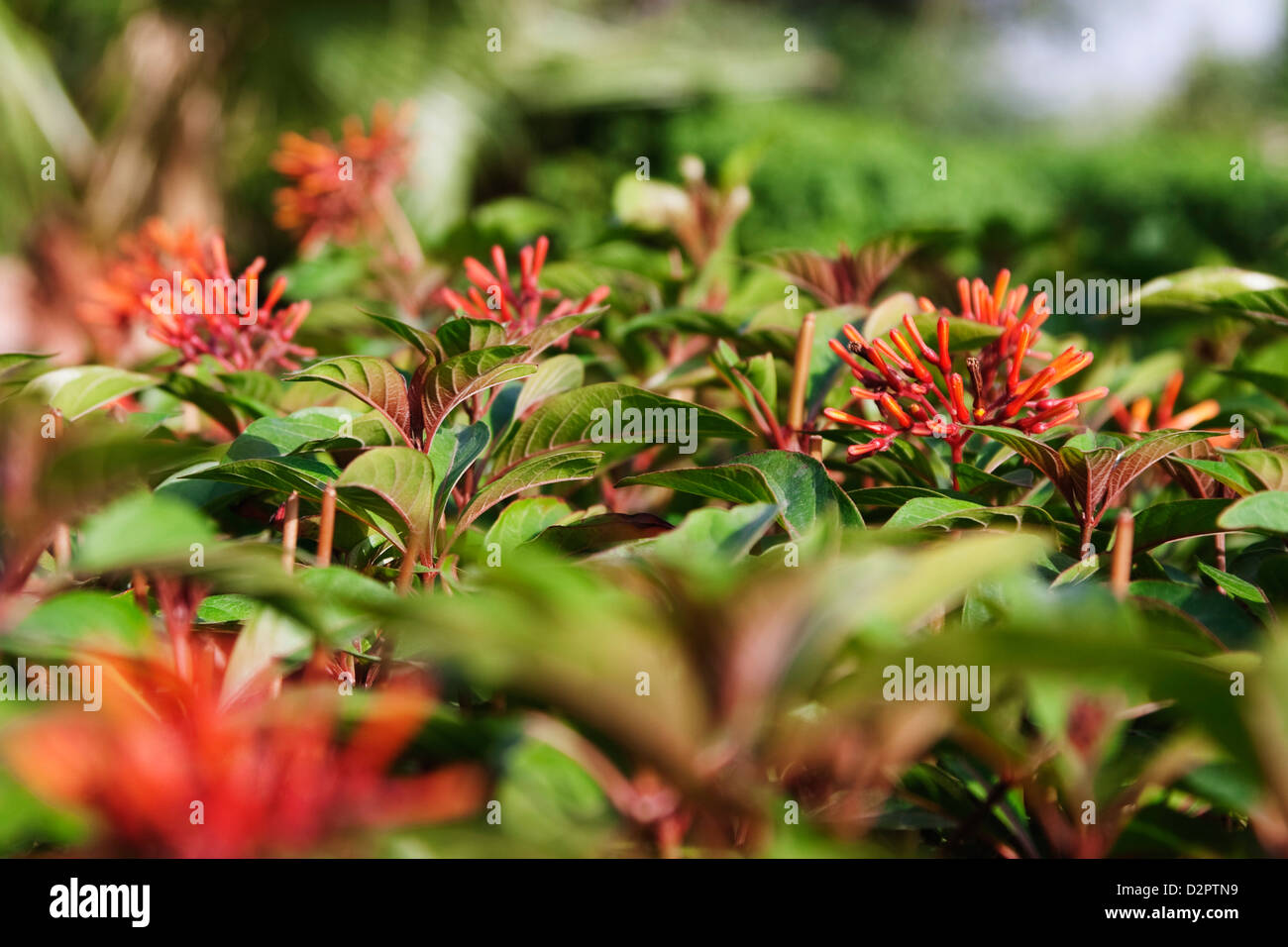 Flowers in a garden, Garden of Five Senses, Saidul Ajaib, New Delhi, India Stock Photo