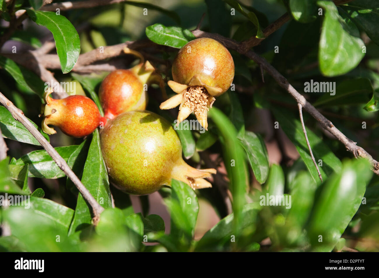 Pomegranate growing on plants, Garden of Five Senses, Saidul Ajaib, New Delhi, India Stock Photo