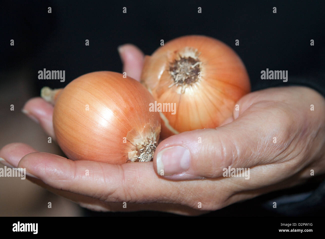 Yellow onions grown and harvested at a family-owned organic farm displayed on a woman's hand Stock Photo