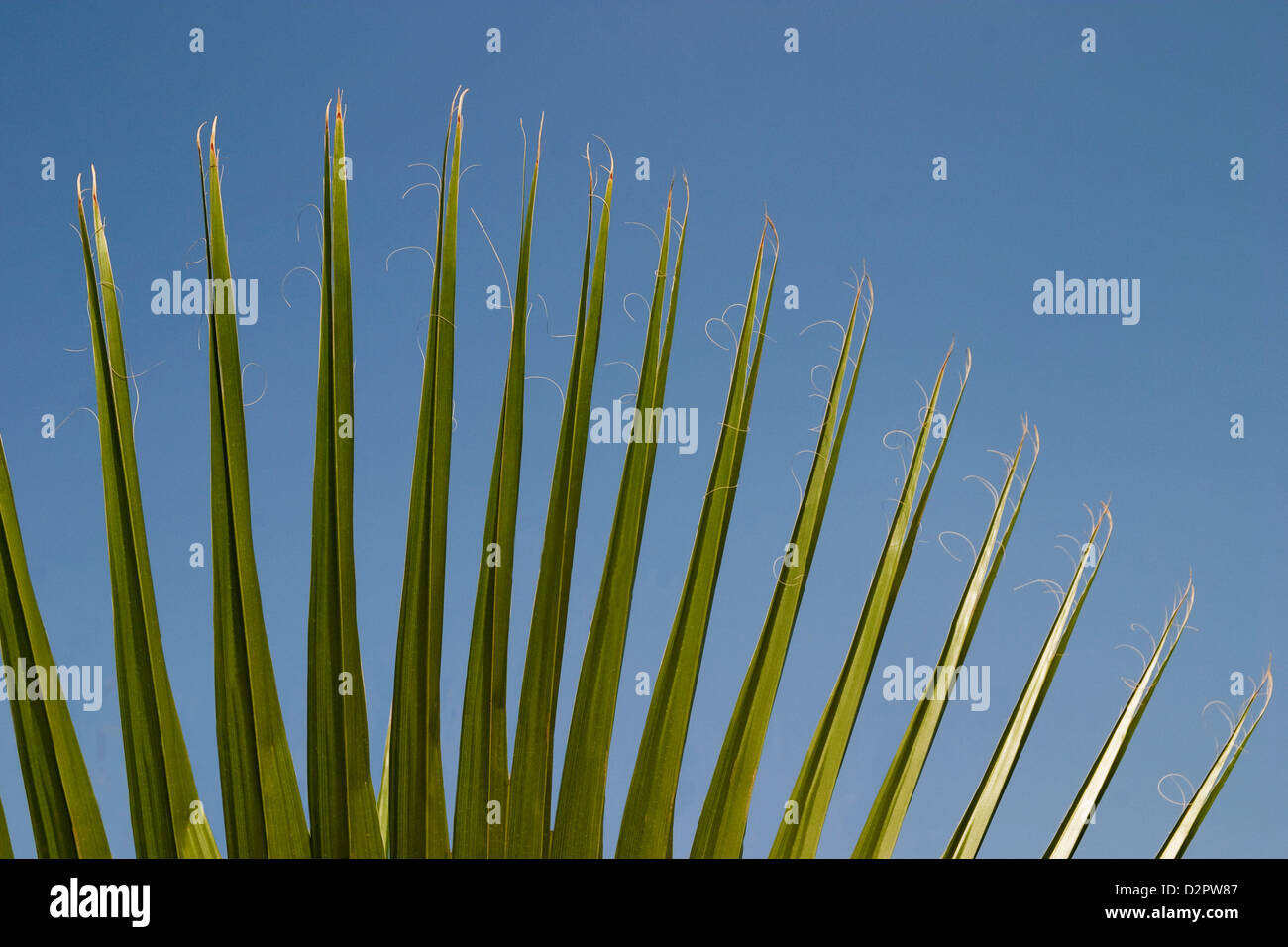 Close-up of palm leaves, Garden of Five Senses, Saidul Ajaib, New Delhi, India Stock Photo