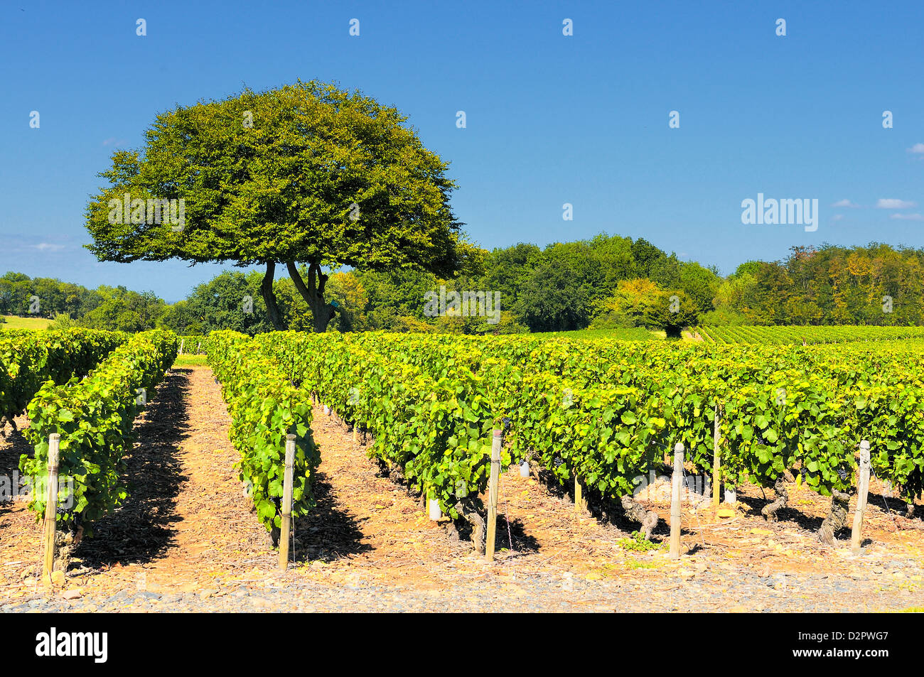 Vineyard in the famous wine making region of Beaujolais, France, during a pleasant summer morning Stock Photo