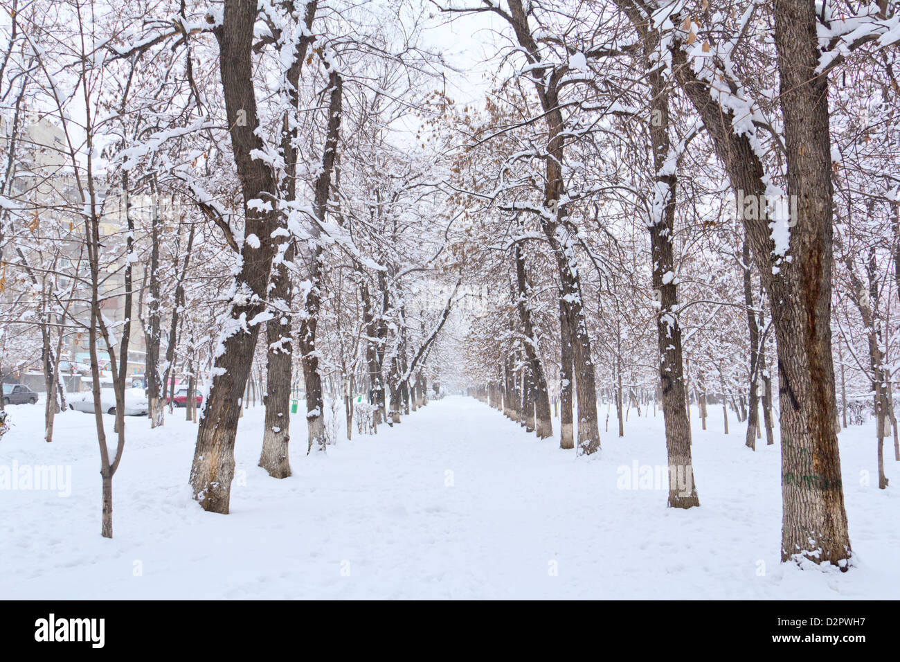 Tree park winter cold hi-res stock photography and images - Alamy