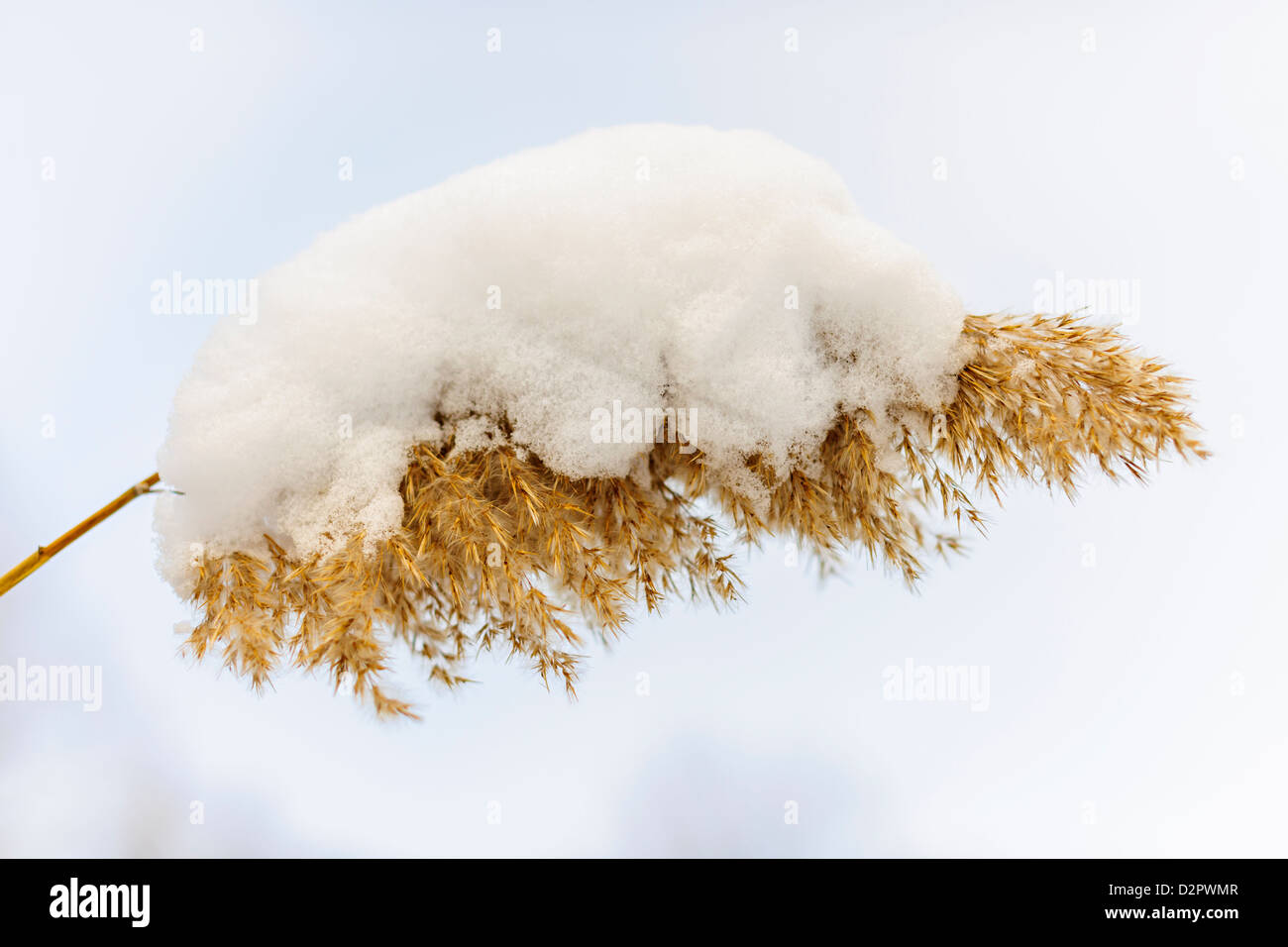 Covered reed hi-res stock photography and images - Alamy