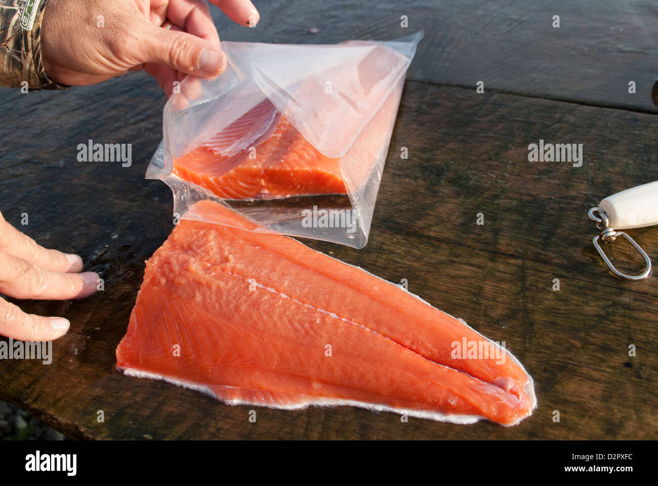 Packing a Silver salmon fillet for vacuum packing and freezing, Icy Bay Lodge,Alaska Stock Photo