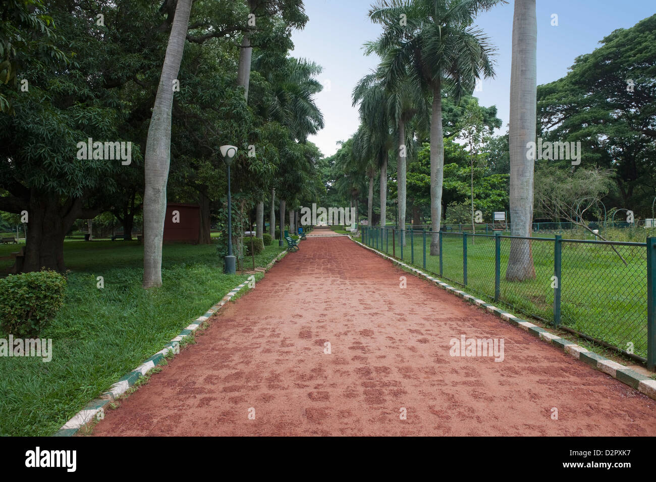 Palm trees along the footpath, Lal Bagh Botanical Garden, Bangalore
