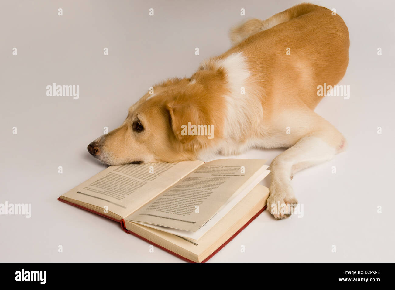 Dog with a book Stock Photo - Alamy