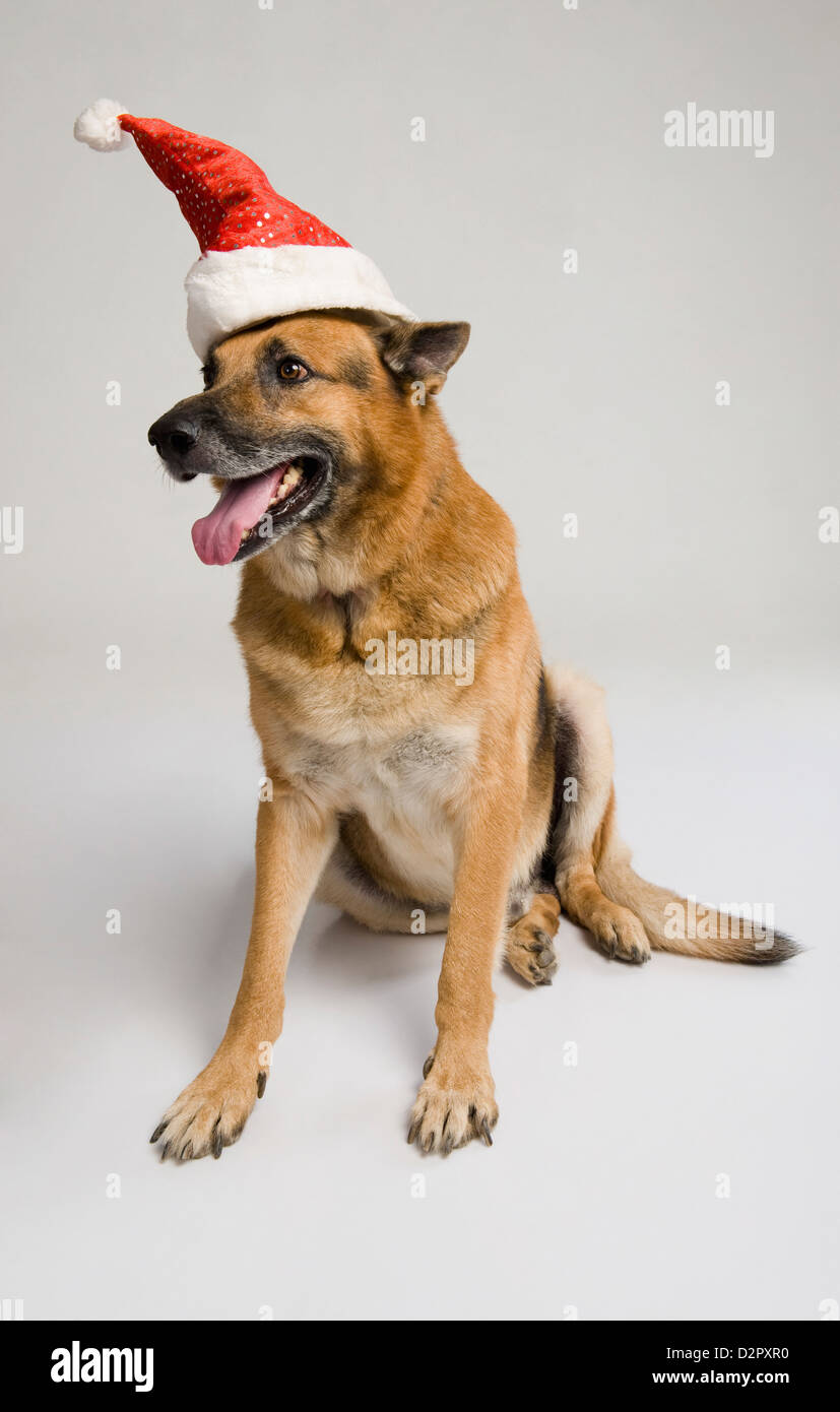 hats for german shepherds