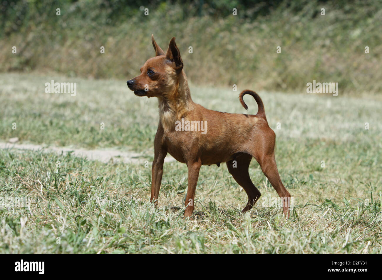 Prague Ratter Side View Prague ratter prazsky krysarik hi-res stock photography and images - Alamy