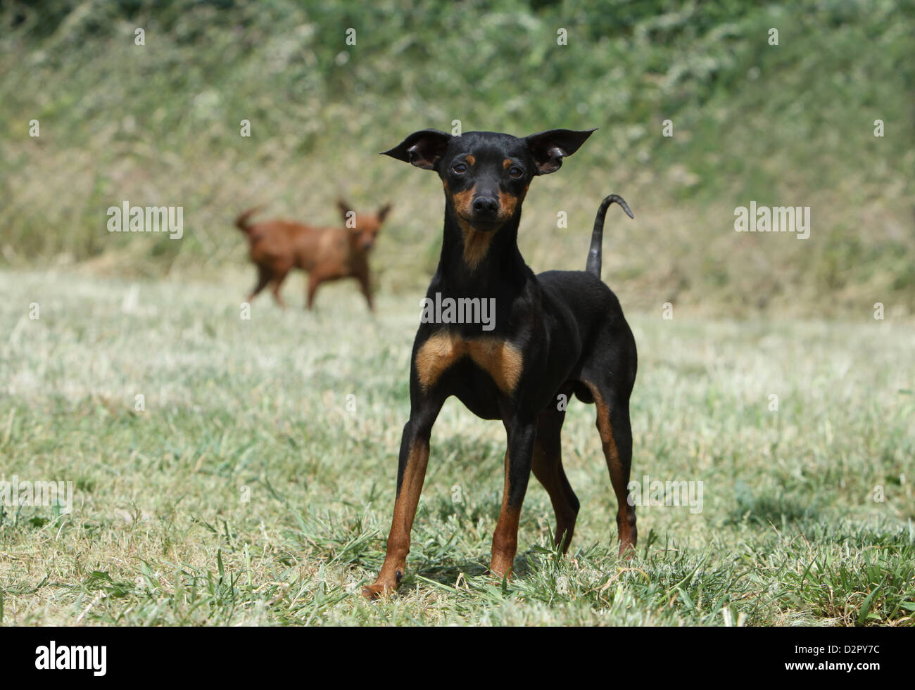 Dog Prazsky krysarik / Prague Ratter / Ratier de Prague  adult standing in a meadow Stock Photo
