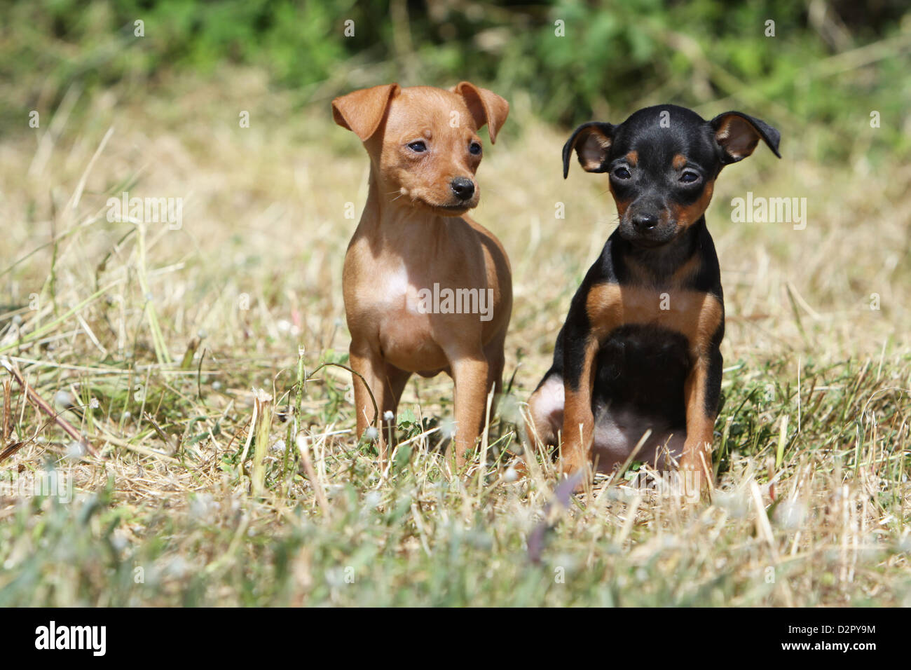 Dog Prazsky krysarik / Prague Ratter / Ratier de Prague two puppies  different colors in a meadow Stock Photo - Alamy