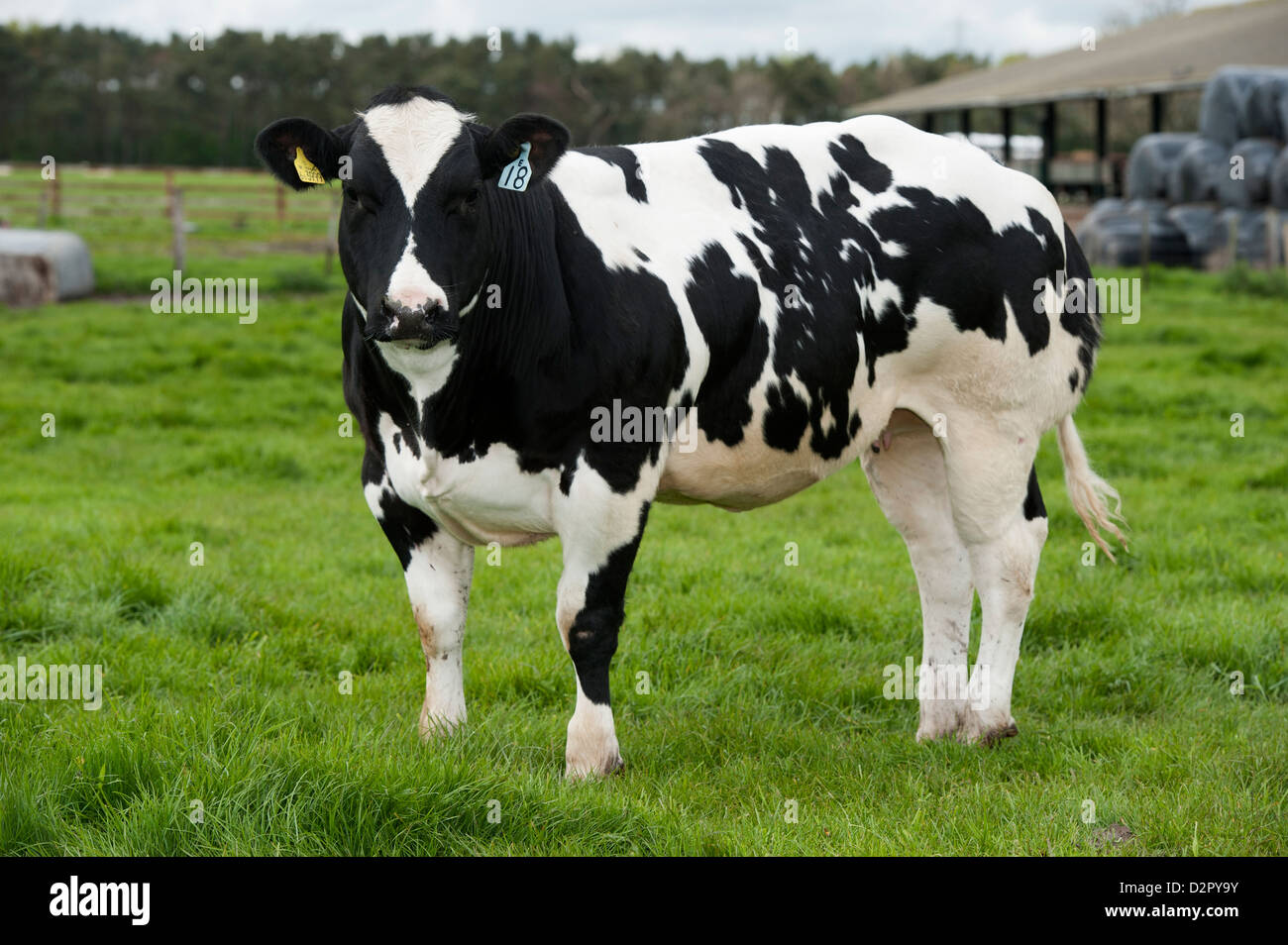 British Blue beef cow in field, showing double muscle at its rear end