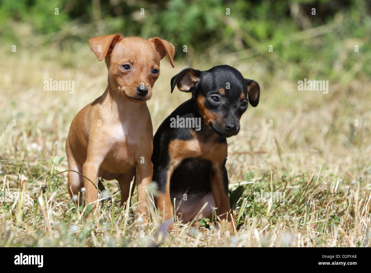 Dog Prazsky krysarik / Prague Ratter / Ratier de Prague two puppies  different colors in a meadow Stock Photo - Alamy