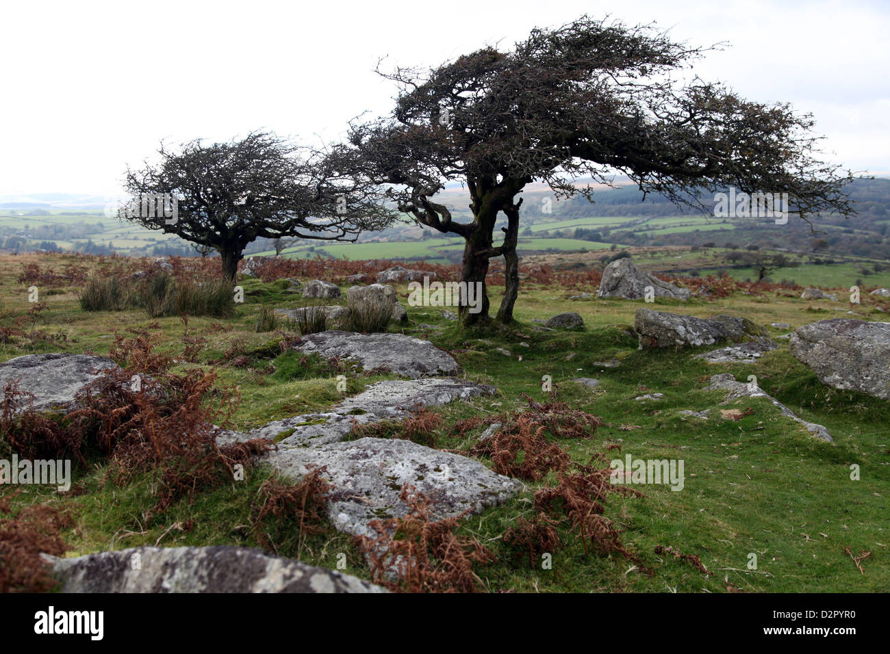 Two windswept trees, near Hexworthy, Dartmoor, Devon, England, United Kingdom, Europe Stock Photo