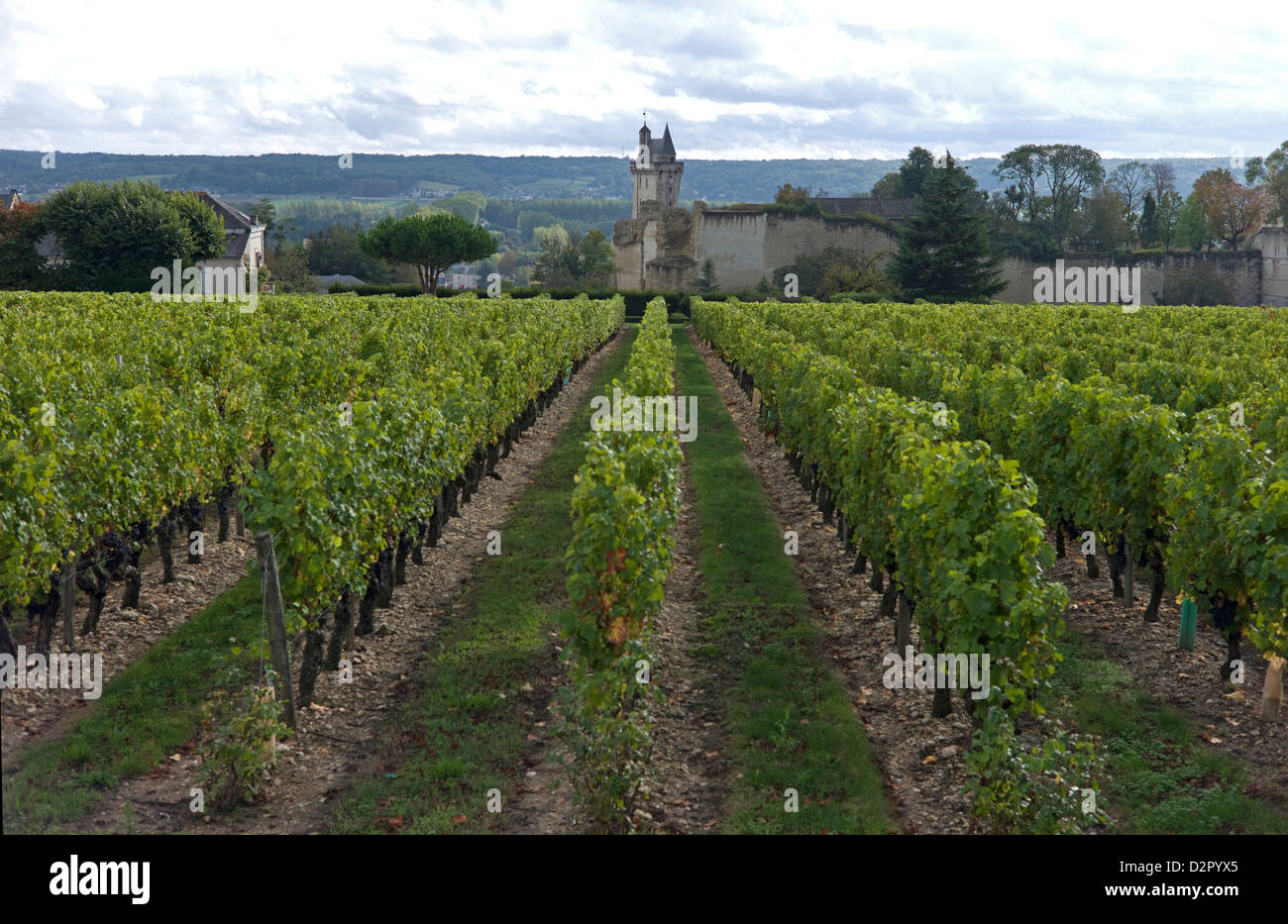Vineyard, Chinon, Indre-et-Loire, Touraine, France, Europe Stock Photo