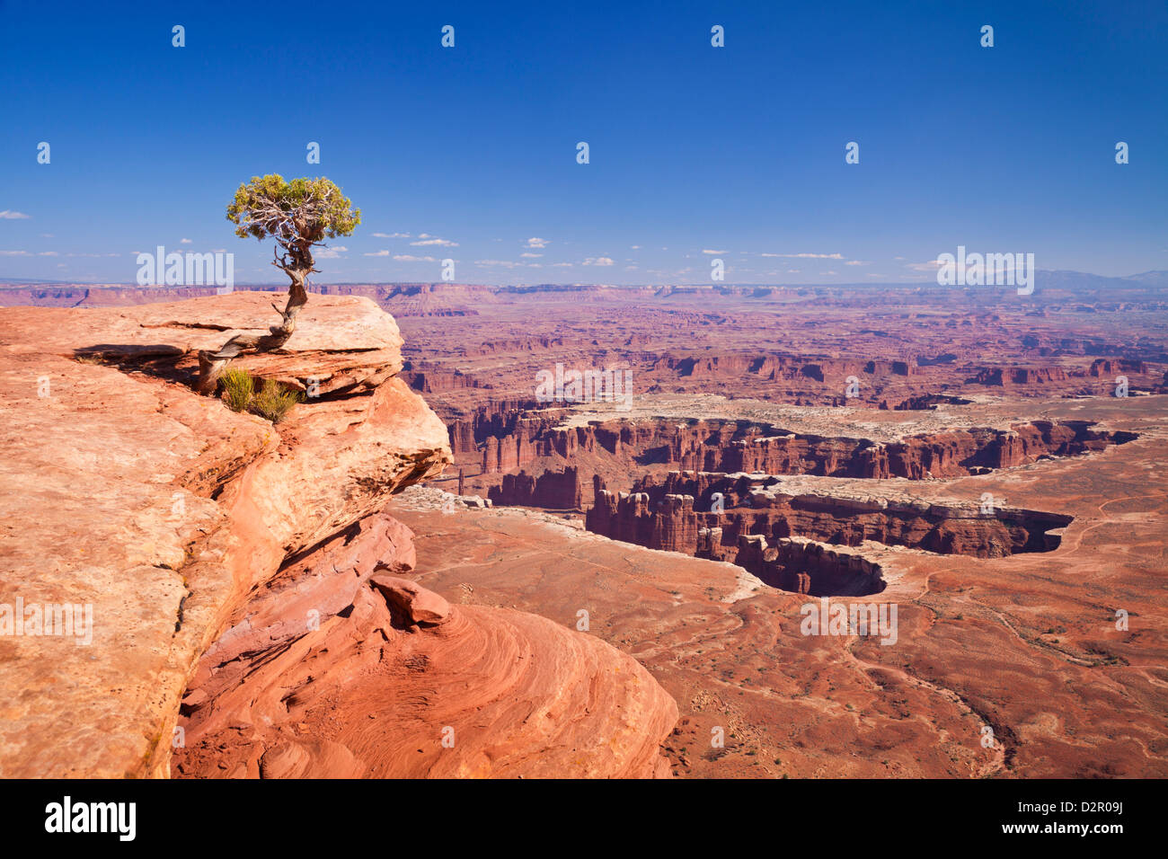 Grand View Point overlook and juniper tree, Island in the Sky, Canyonlands National Park, Utah, USA Stock Photo