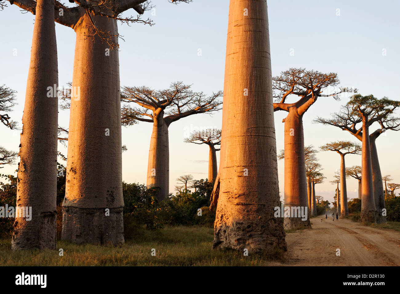The Alley of the Baobabs, a group of baobab trees lining the road between Morondava and Belon'i Tsiribihina, Madagascar Stock Photo