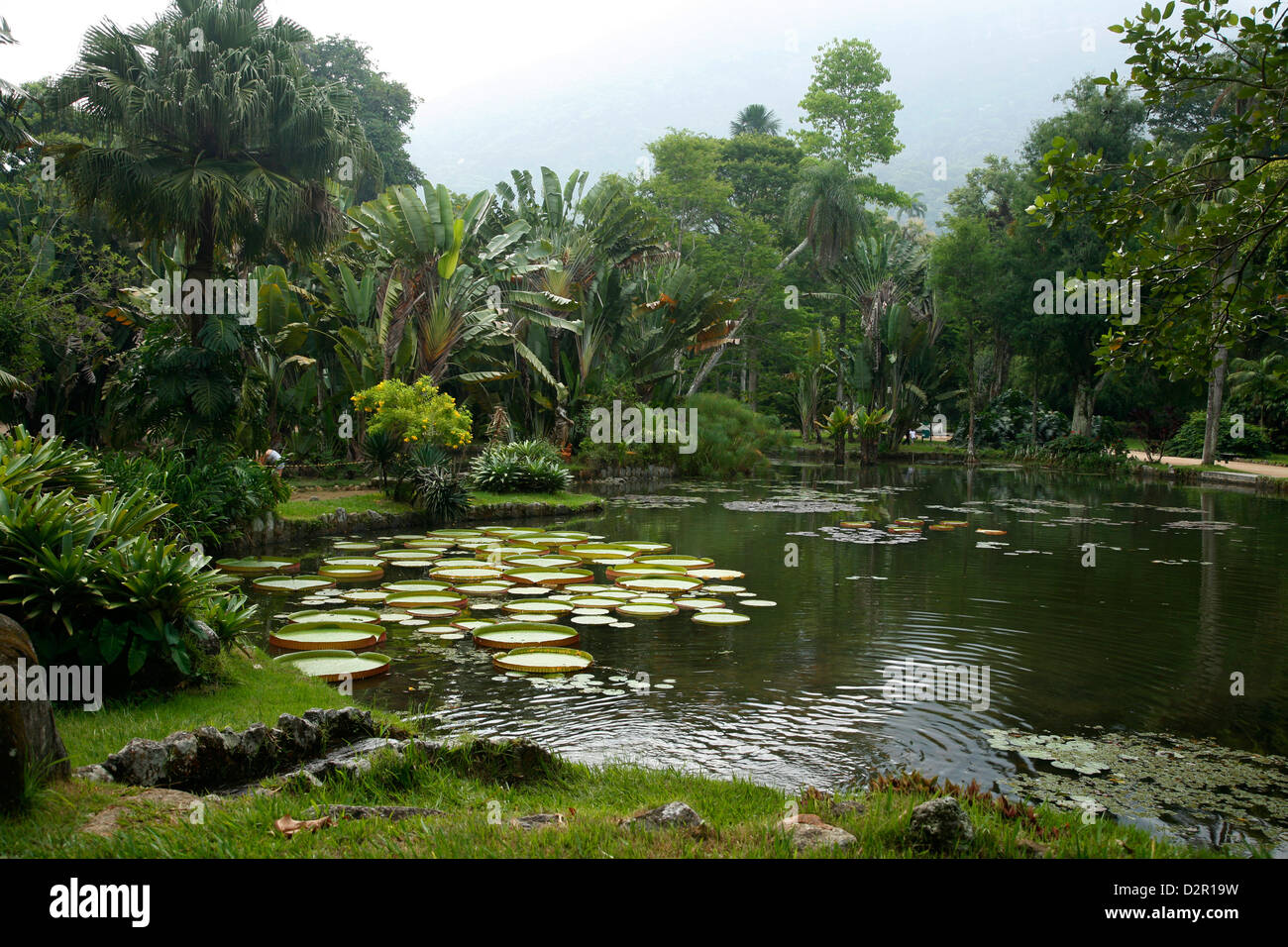 Jardim Botanico (Botanical Gardens), Rio de Janeiro, Brazil, South America Stock Photo