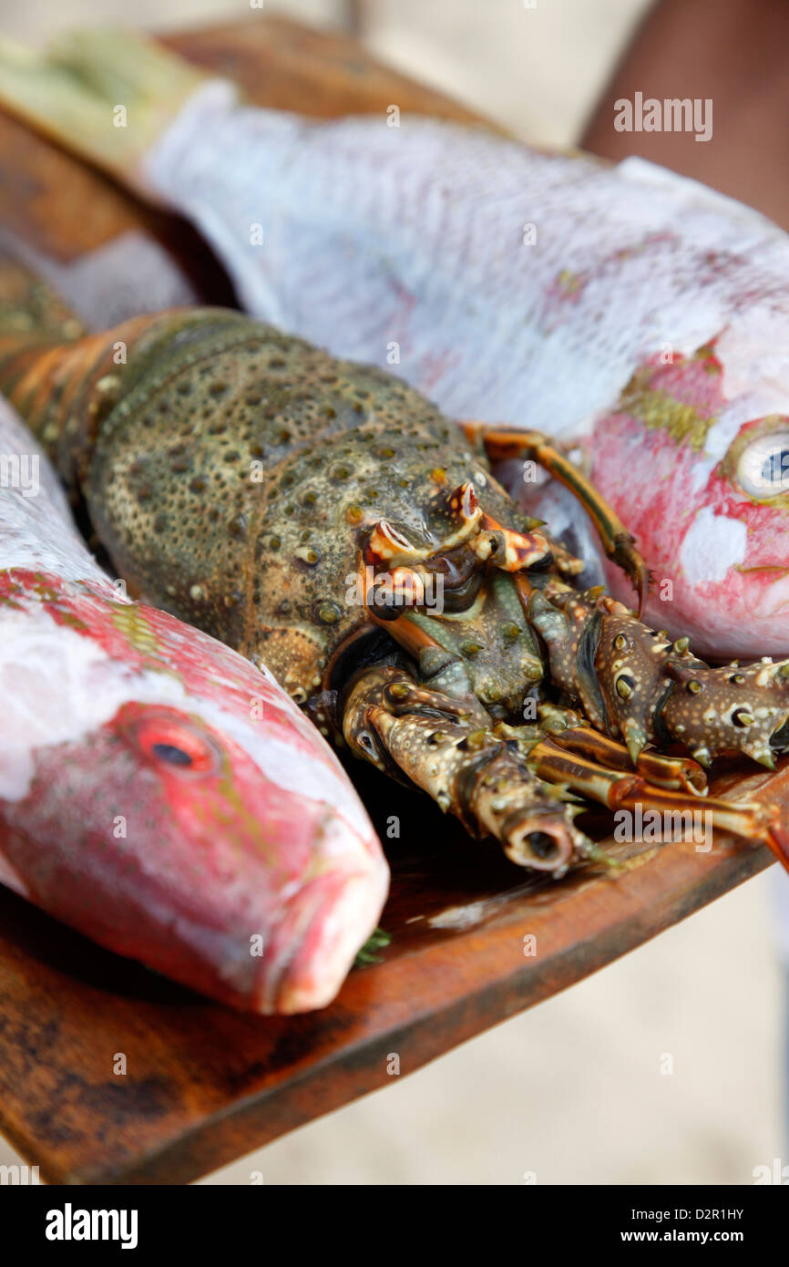 Freshly caught fish, Porto Seguro, Bahia, Brazil, South America Stock Photo