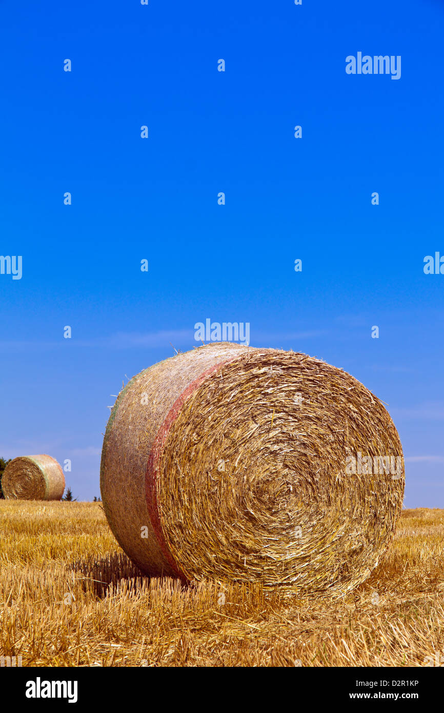 A field with straw bales after harvest in agriculture Stock Photo - Alamy