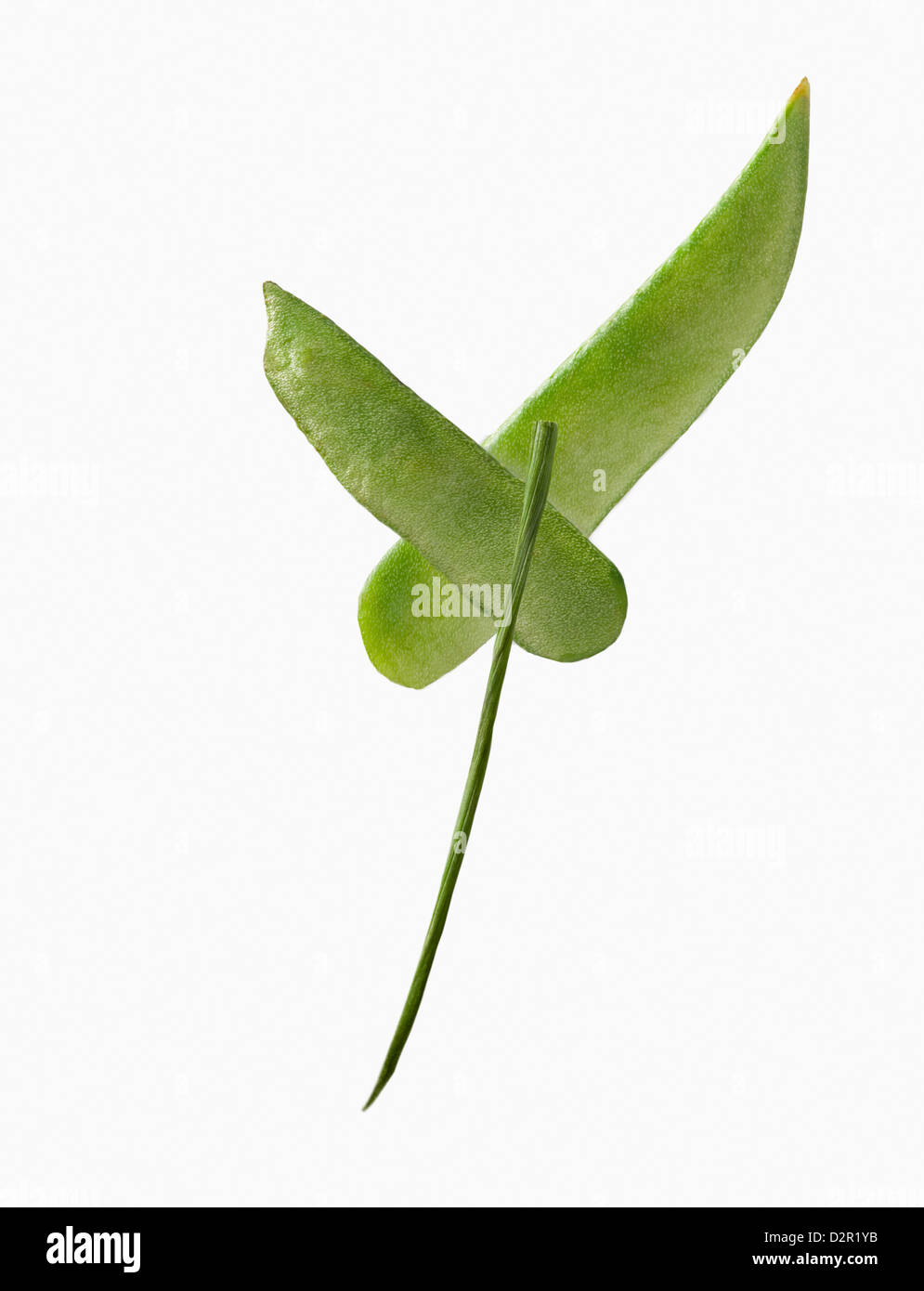 Pods are edible Cut Out Stock Images & Pictures - Alamy