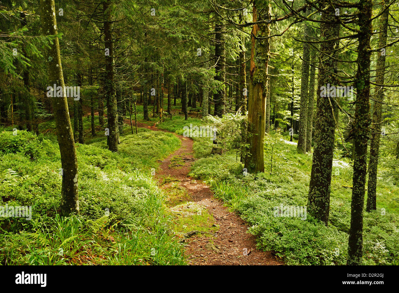 Walking trail, Hochkopf, near Schonau, Black Forest, Baden-Wurttemberg, Germany, Europe Stock Photo