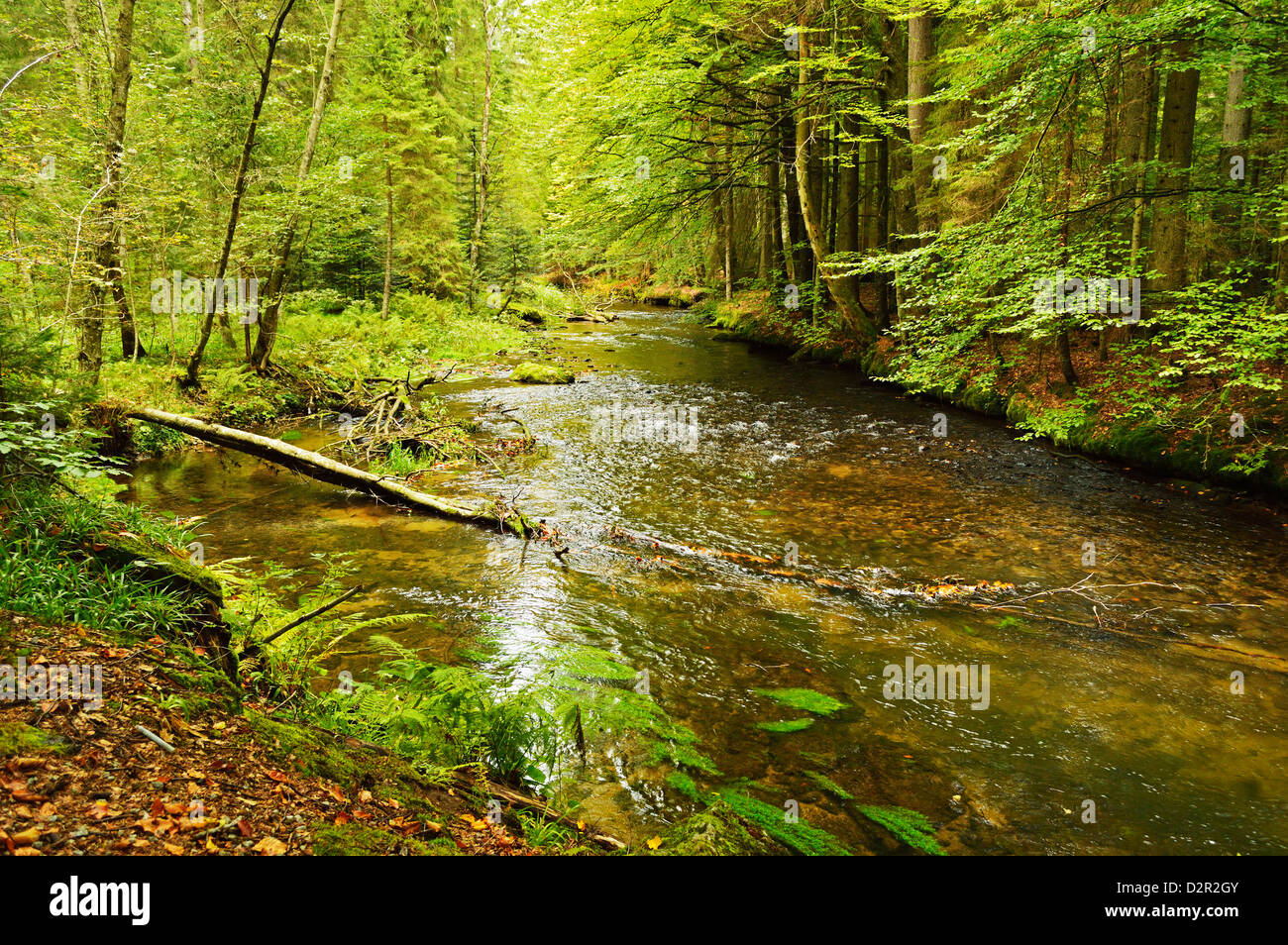 Grosser Regen (river), near Bayerisch Eisenstein, Bavarian Forest, Bavaria, Germany, Europe Stock Photo