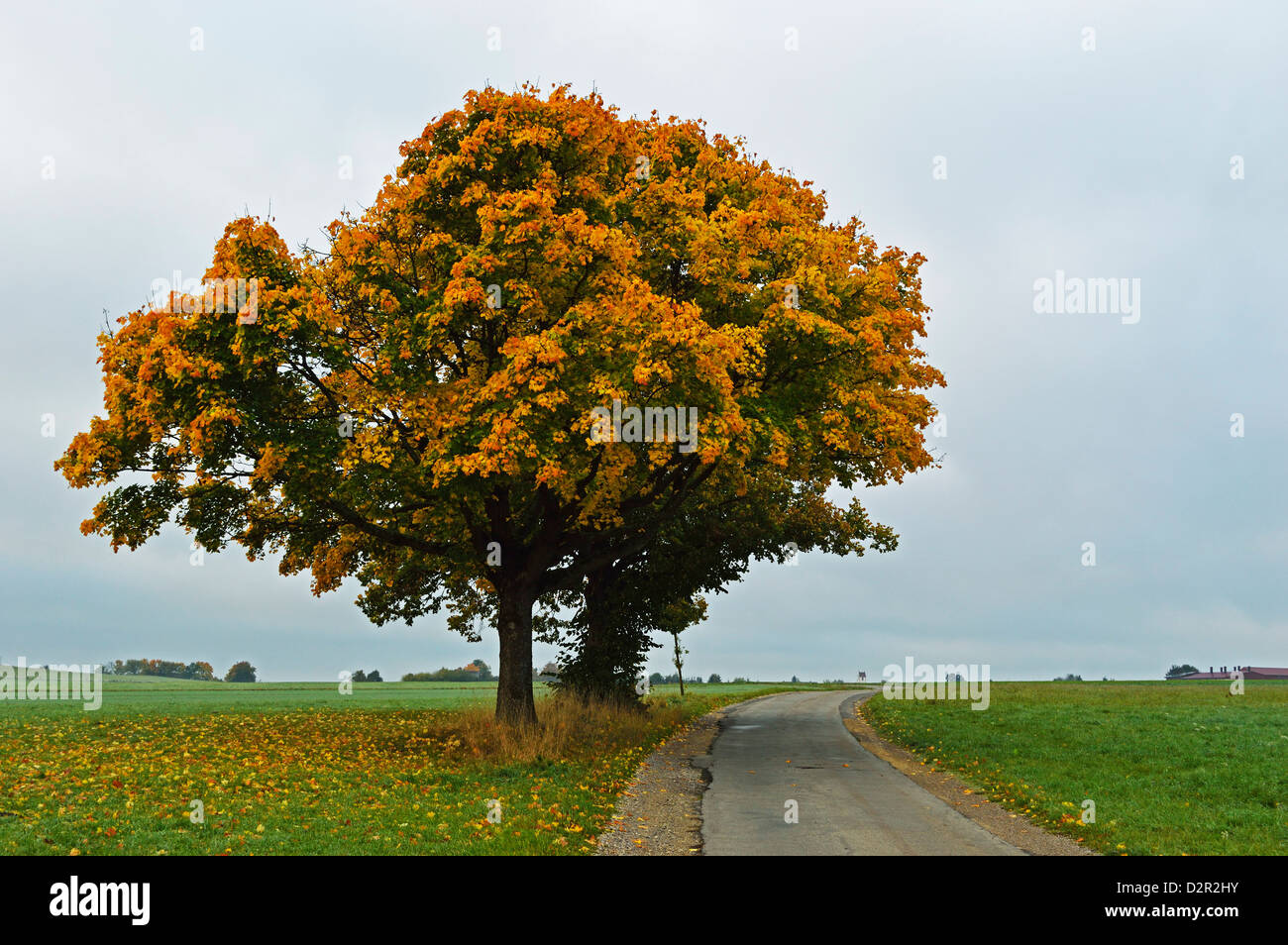 Maple tree with autumn colors, near Villingen-Schwenningen, Black Forest, Schwarzwald-Baar, Baden-Wurttemberg, Germany, Europe Stock Photo