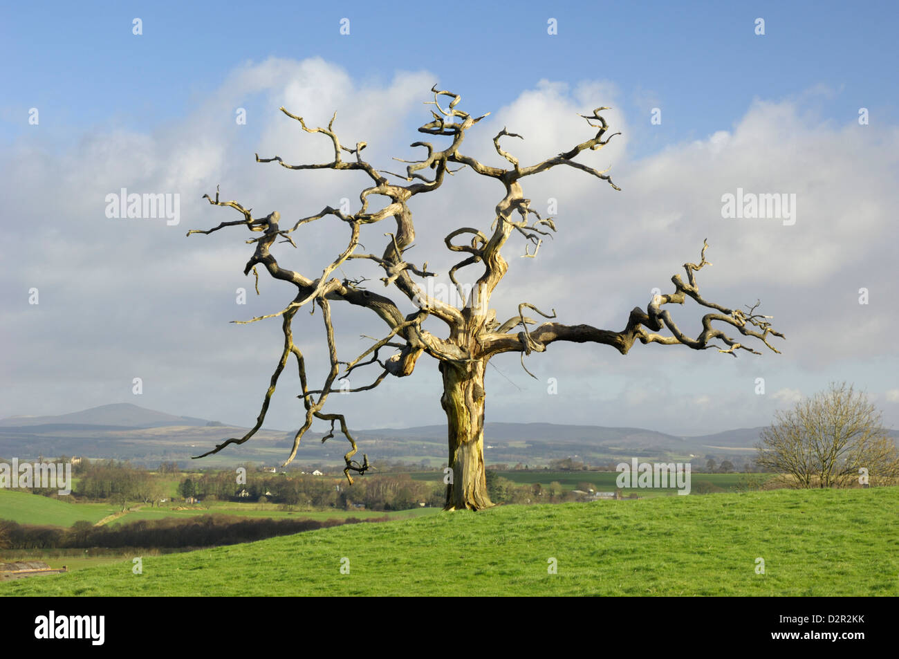 A dead tree forms graphic shapes, United Kingdom, Europe Stock Photo