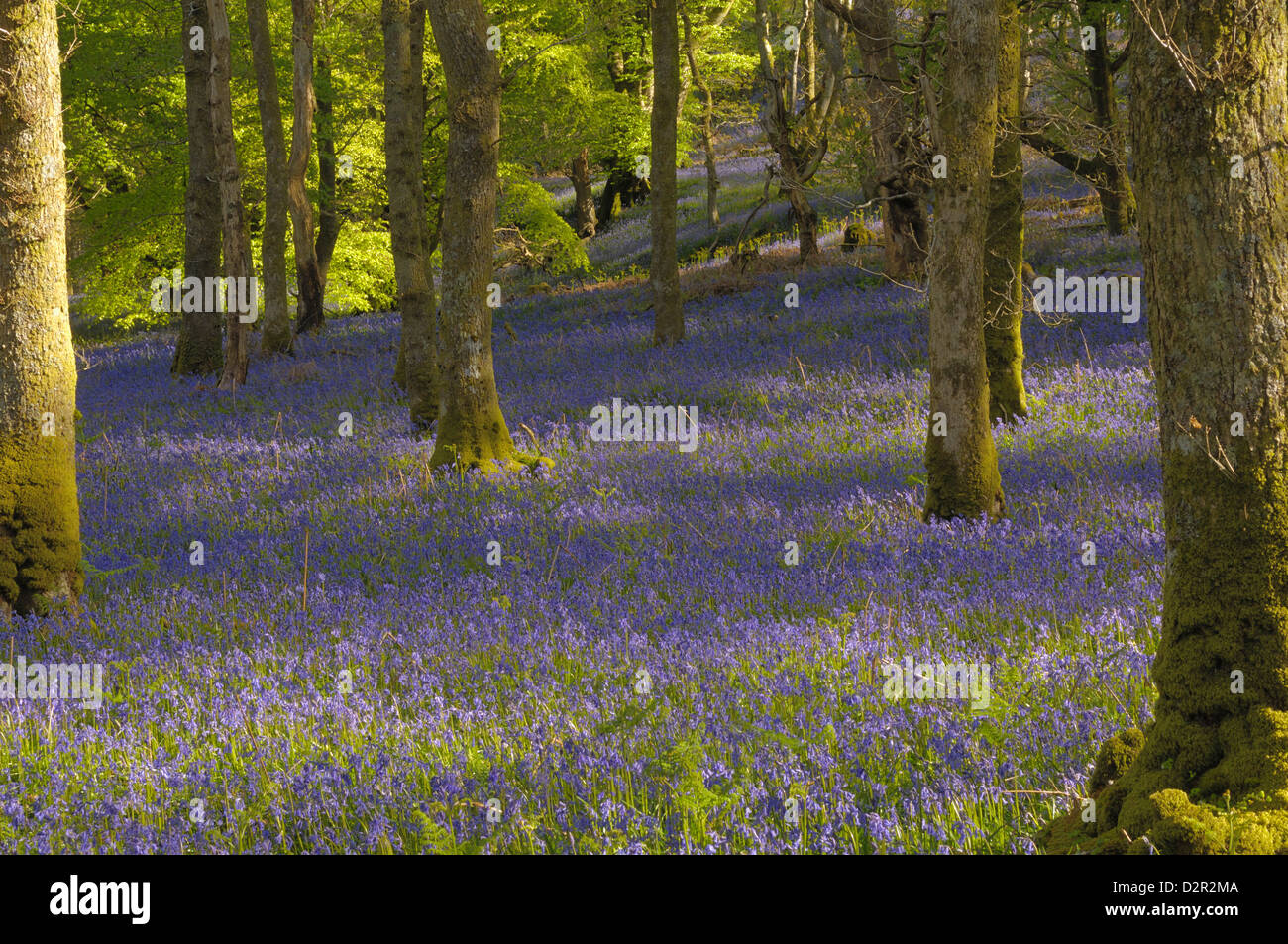Bluebell Of Scotland High Resolution Stock Photography And Images Alamy Bluebell Of Scotland High Resolution Stock Photography And Images Alamy