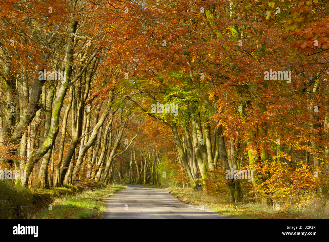 Avenue of beech trees, near Laurieston, Dumfries and Galloway, Scotland