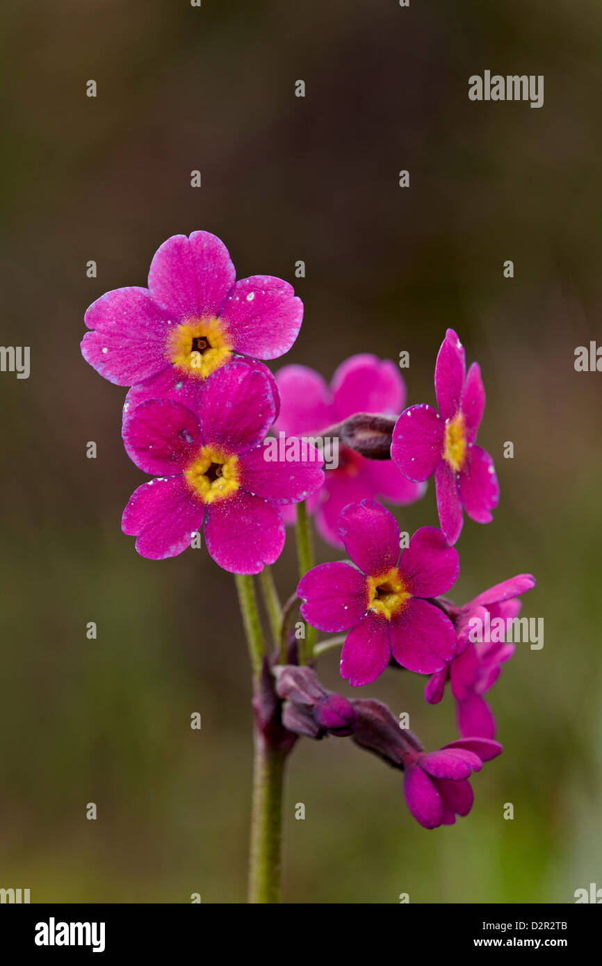 Parry's primrose (Primula parryi), San Juan National Forest, Colorado, United States of America, North America Stock Photo