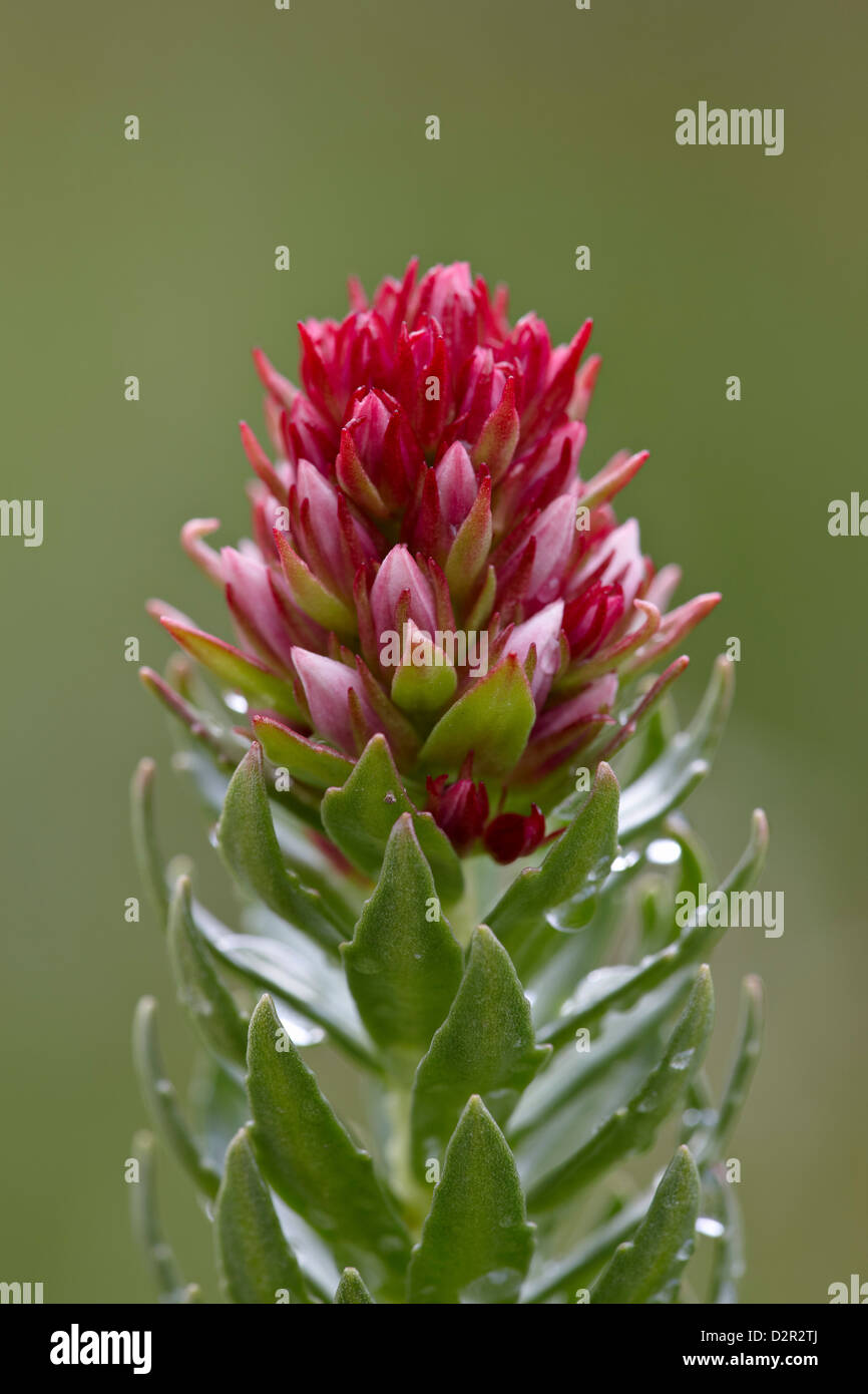 Queen's crown, San Juan National Forest, Colorado, USA Stock Photo