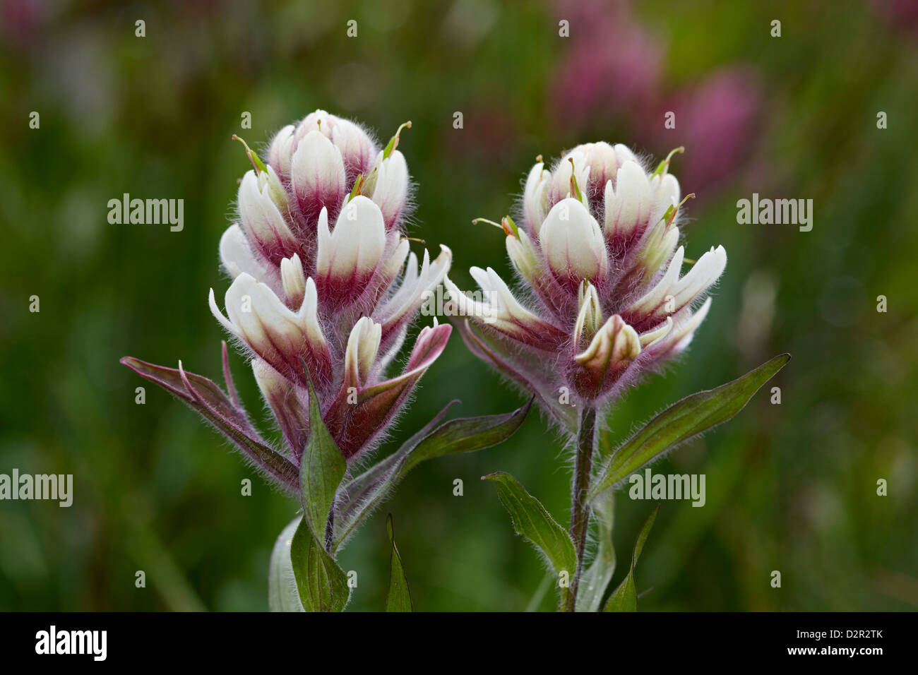 Rosy paintbrush hybrid with sulphur paintbrush (Castilleja sulphurea), San Juan National Forest, Colorado, USA Stock Photo