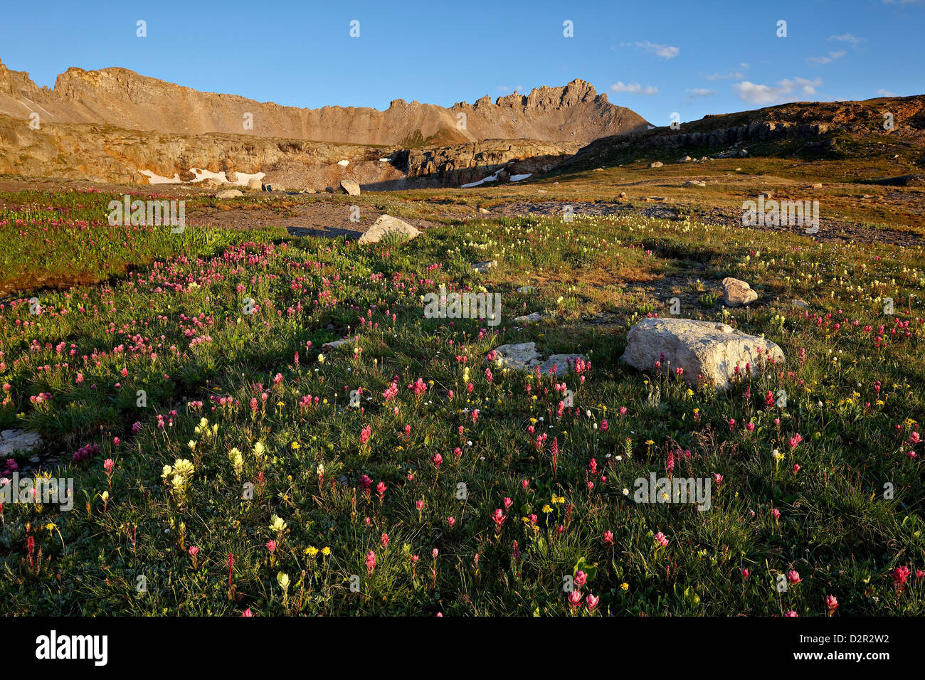 Alpine meadow with wildflowers, San Juan National Forest, Colorado, United States of America, North America Stock Photo