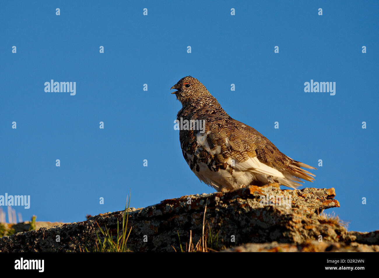 White-tailed ptarmigan (Lagopus leucurus) in summer plumage, San Juan National Forest, Colorado, USA Stock Photo