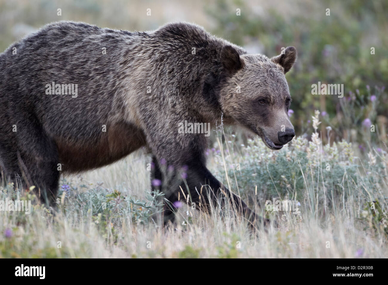 Grizzly bear (Ursus arctos horribilis), Glacier National Park, Montana, United States of America, North America Stock Photo