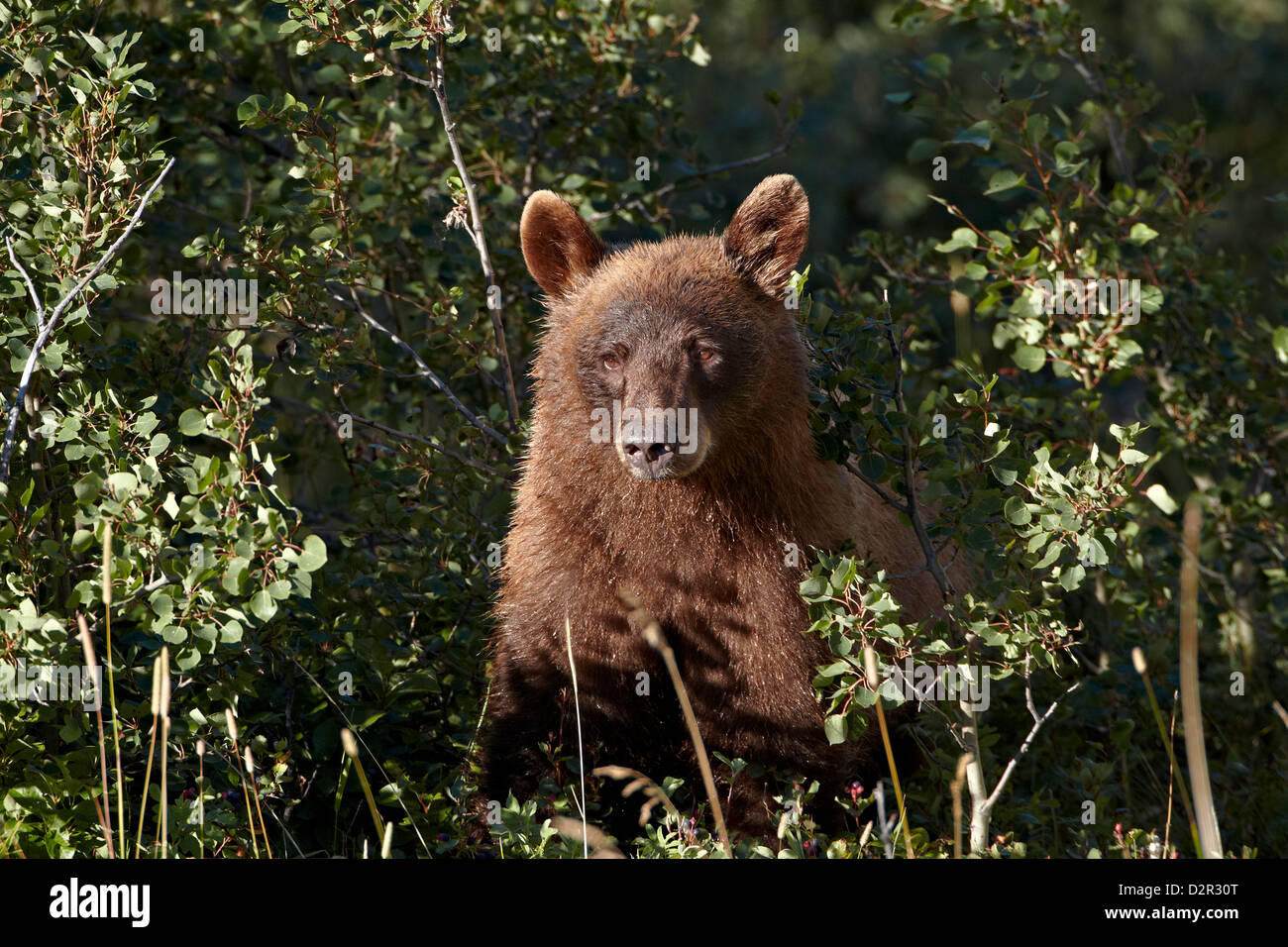 Cinnamon bear hires stock photography and images Alamy