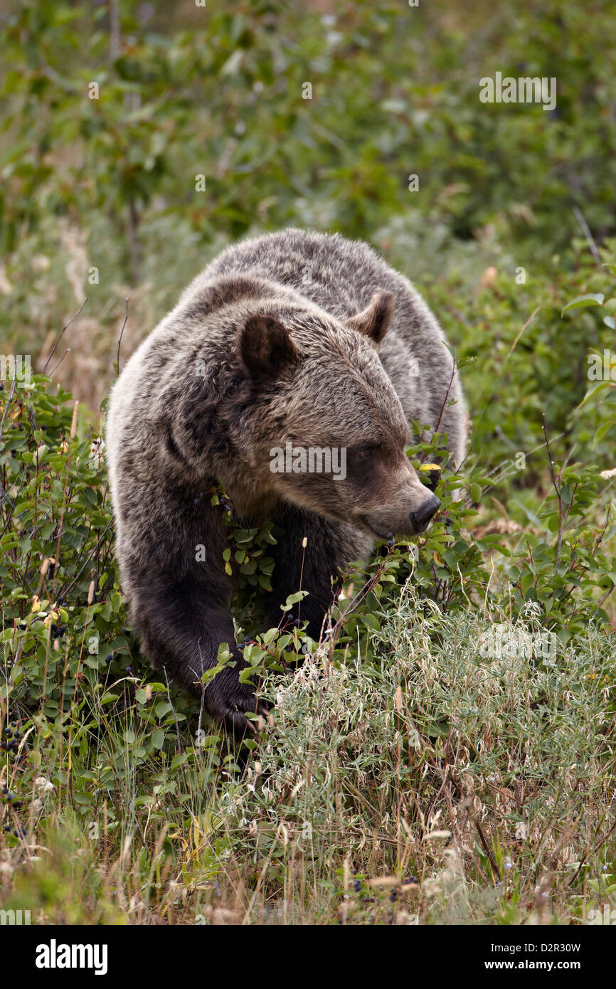 Grizzly bear (Ursus arctos horribilis) eating berries, Glacier National