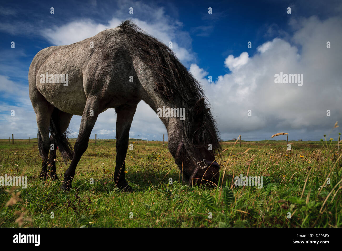 Pony grazing on farmland near the beach in North Uist, Outer Hebrides Stock Photo